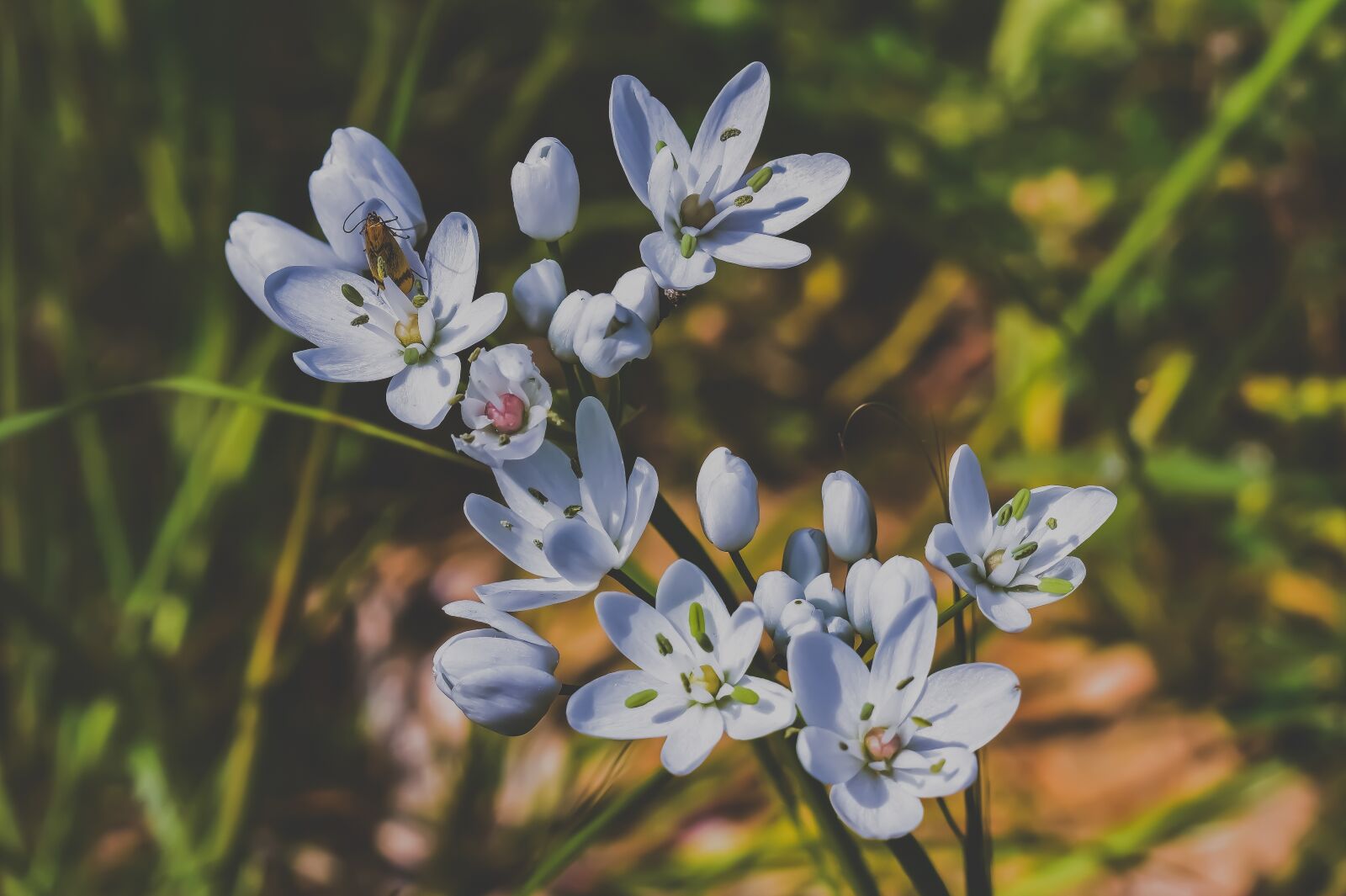 Nikon D3300 sample photo. Wildflowers, white, flower photography