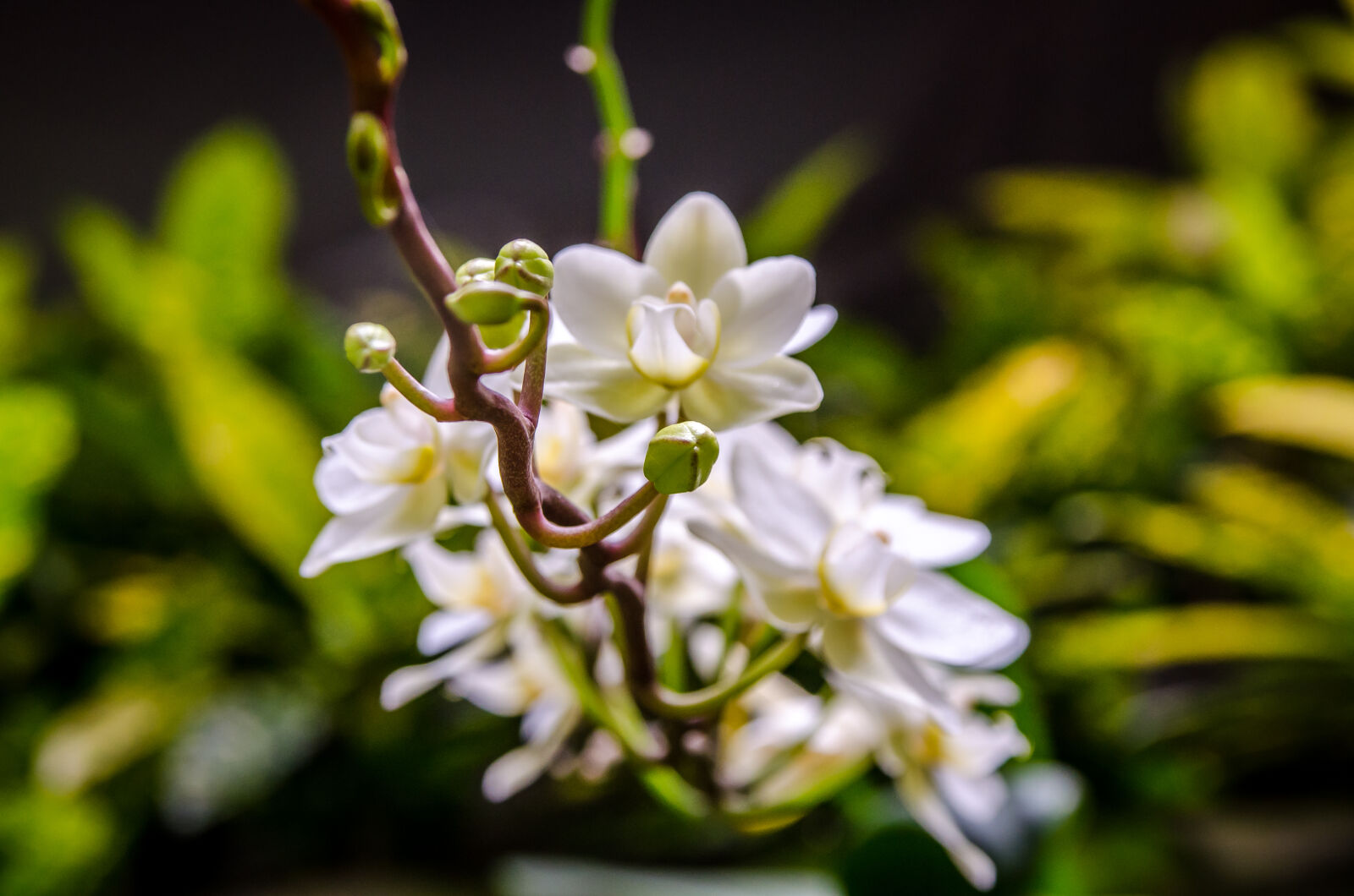 Sigma 17-70mm F2.8-4 DC Macro OS HSM sample photo. Bloom, blooming, blossom, blur photography