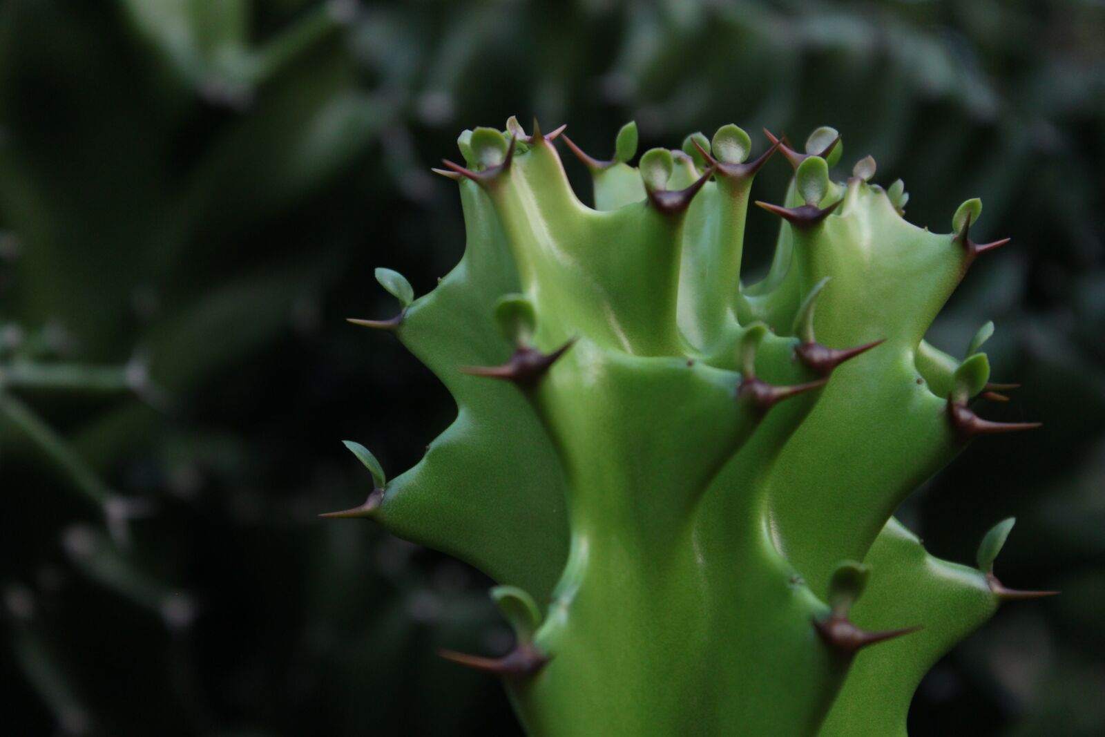 Canon EOS 500D (EOS Rebel T1i / EOS Kiss X3) sample photo. Cactus, plant, nature photography