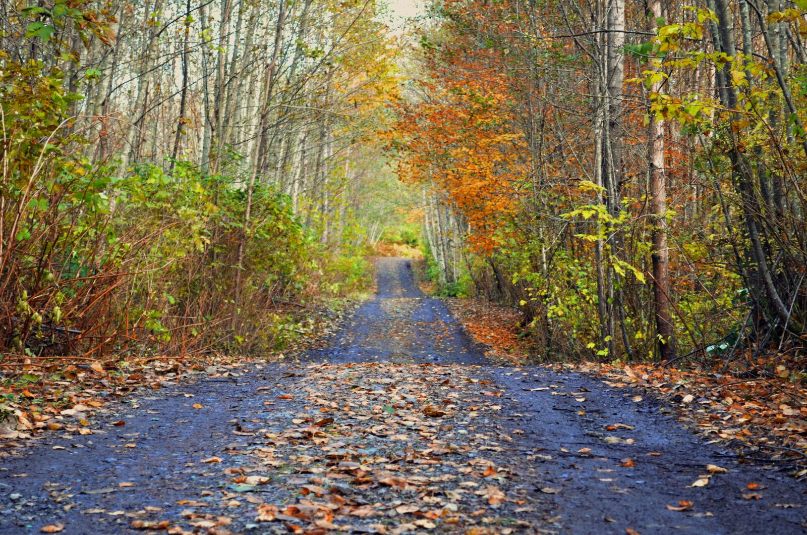 Nikon D5100 sample photo. Path, nature, trail photography