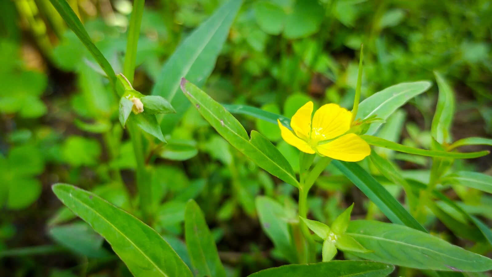 Xiaomi Redmi Note 8 sample photo. Flower, small, little photography