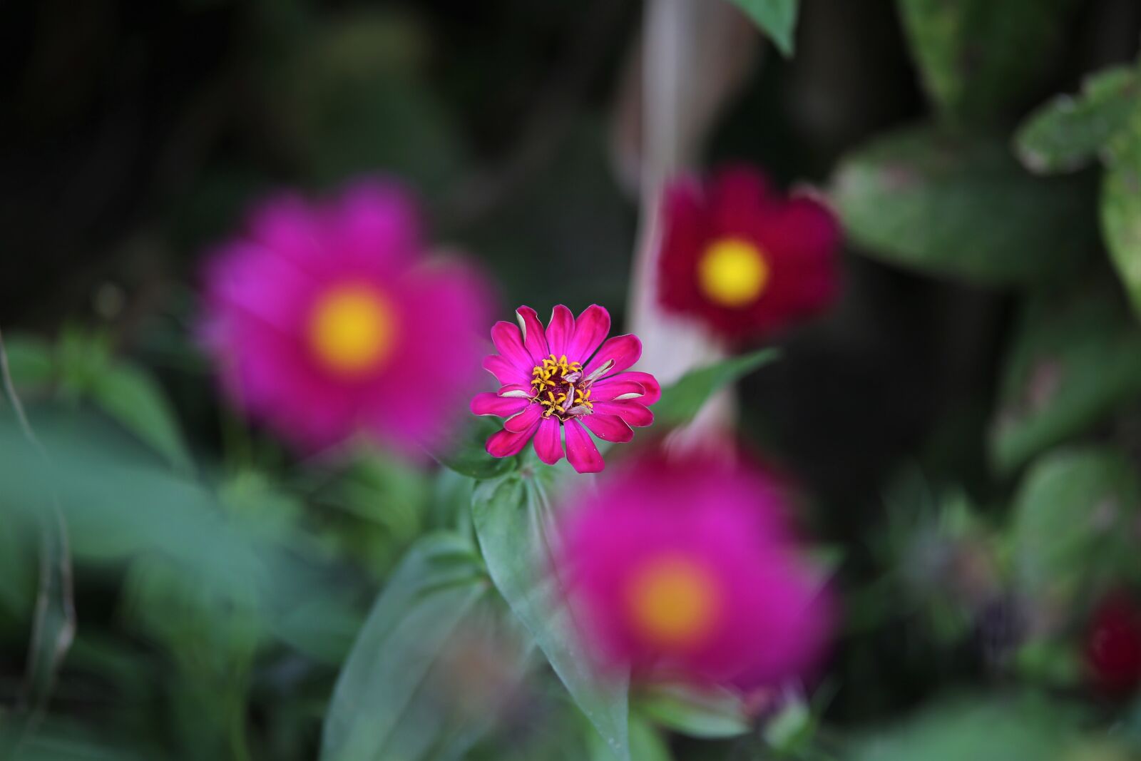 Tamron 70-210mm F4 Di VC USD sample photo. Pink cosmos flowers, flowers photography