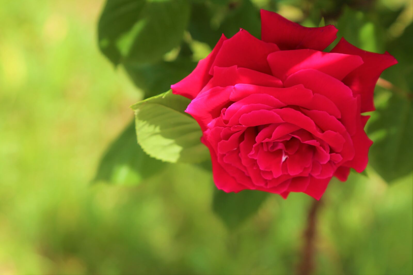 Canon EOS 5D Mark III sample photo. Rose, spring, flower photography