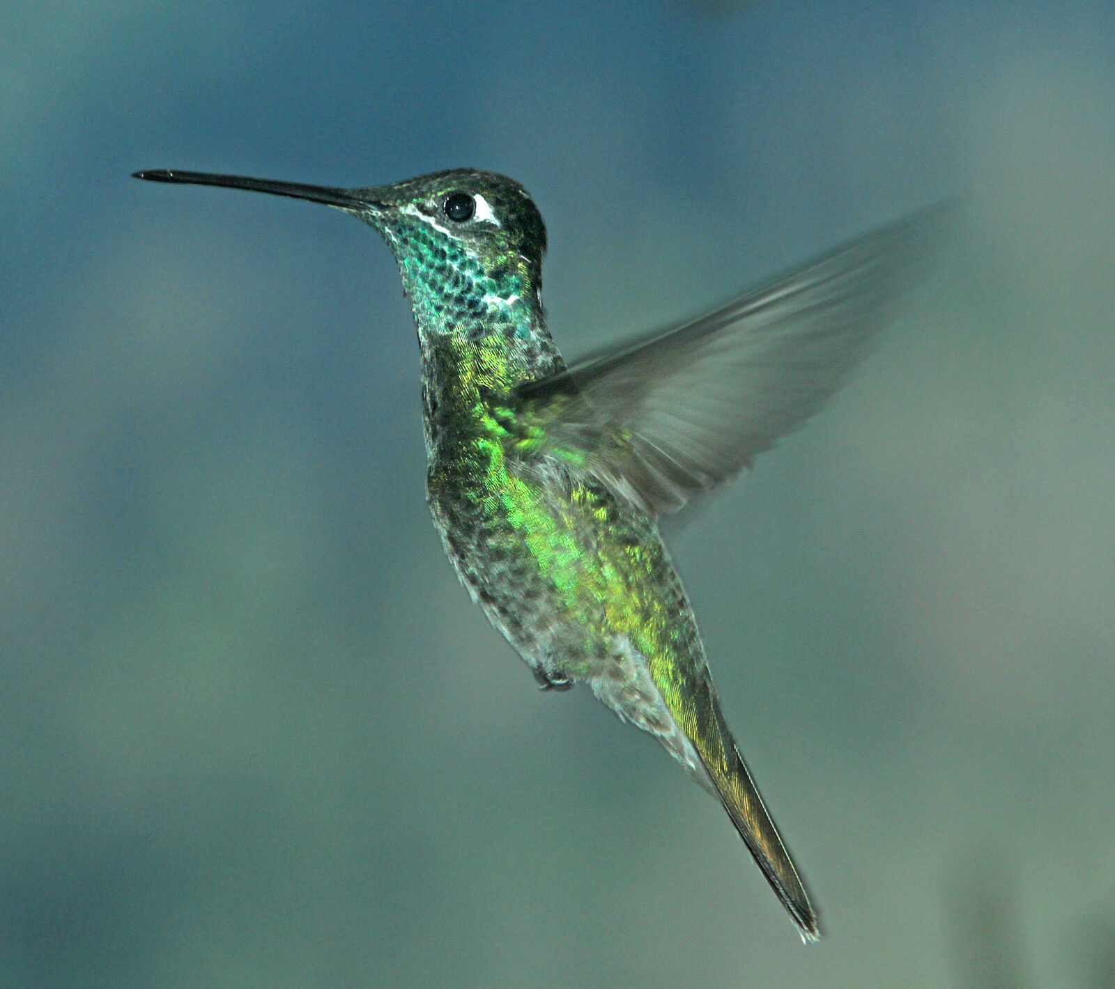 Canon EF 300mm F4L IS USM sample photo