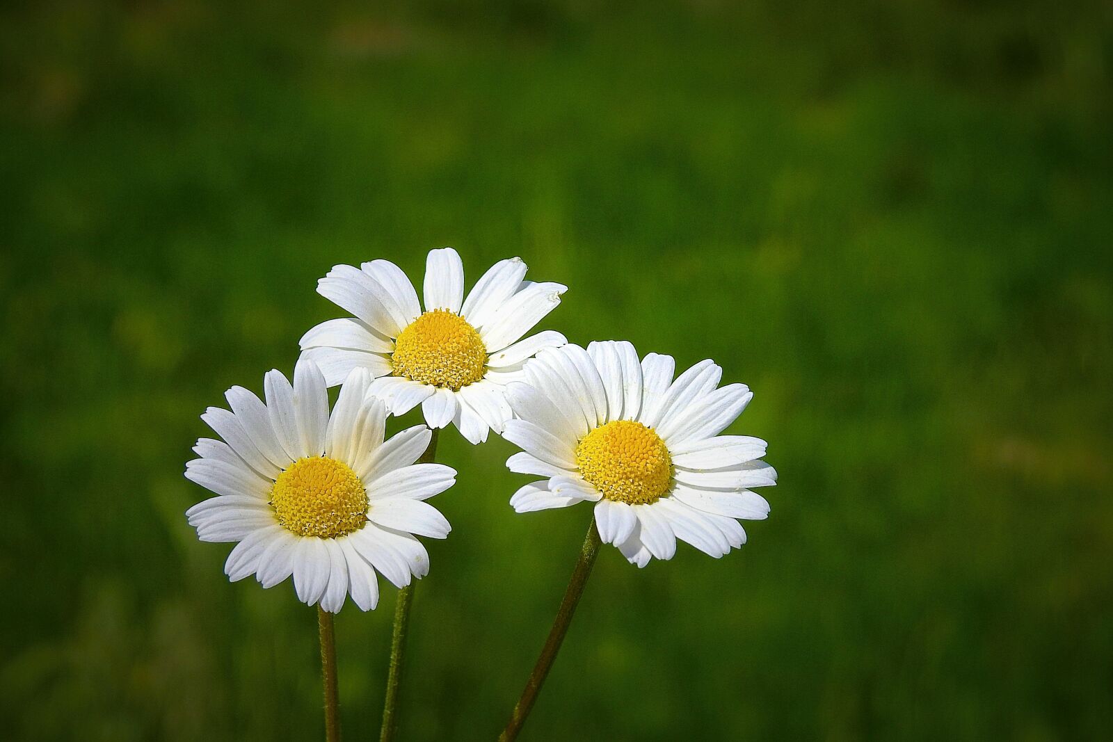 Nikon Coolpix P900 sample photo. Wildflowers, meadow, spring photography