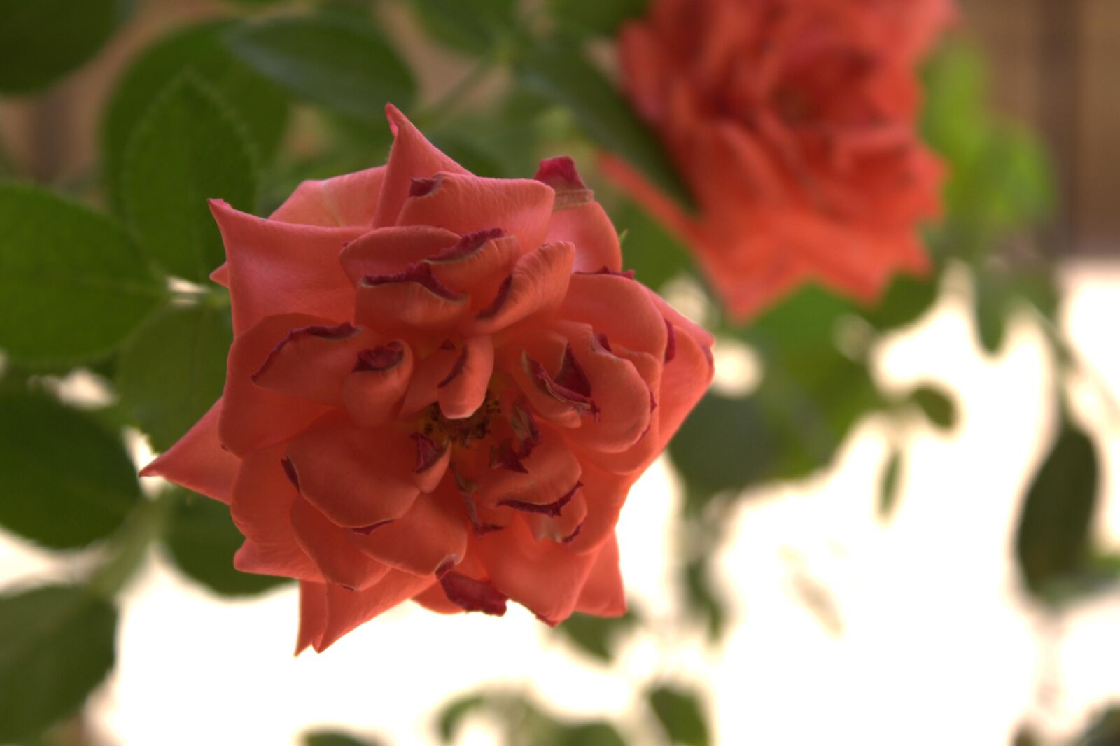 Canon EF 28-70mm f/3.5-4.5 sample photo. Flower, rose bud, shrub photography