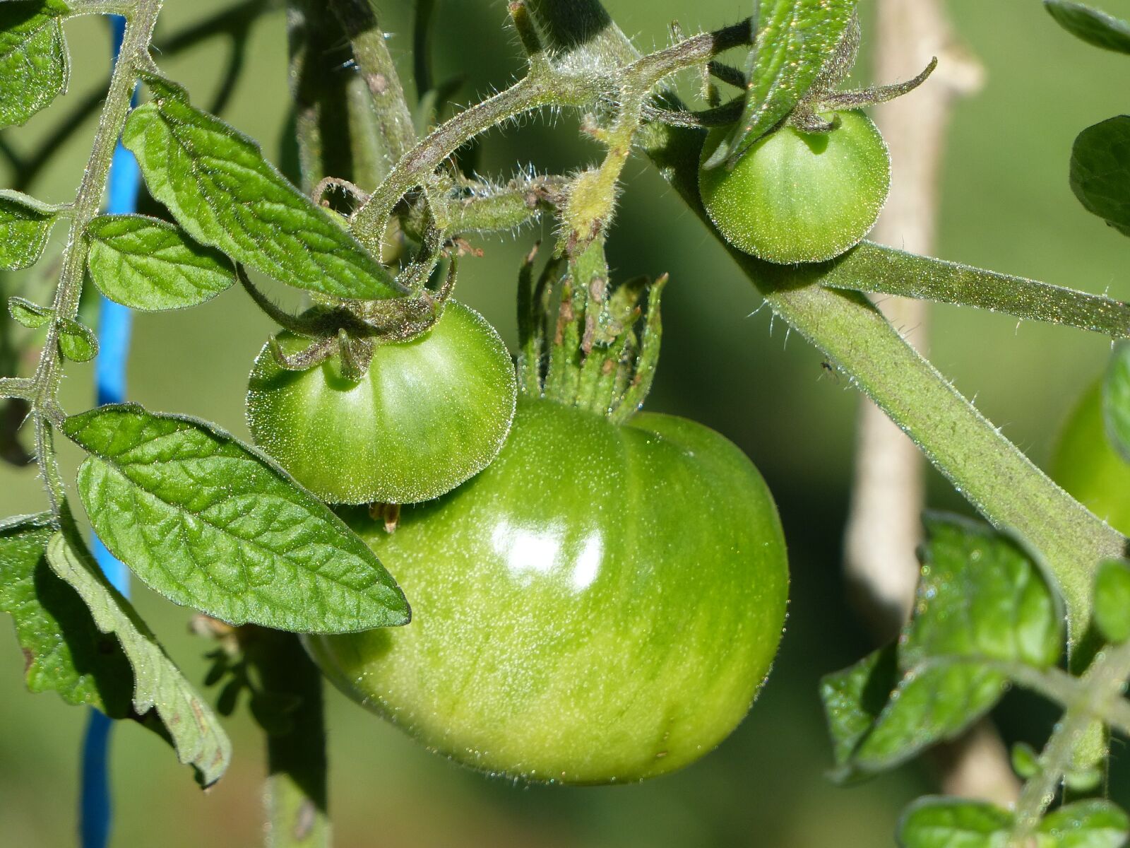 Panasonic Lumix DMC-FZ200 sample photo. Tomato, green tomato, fruit photography