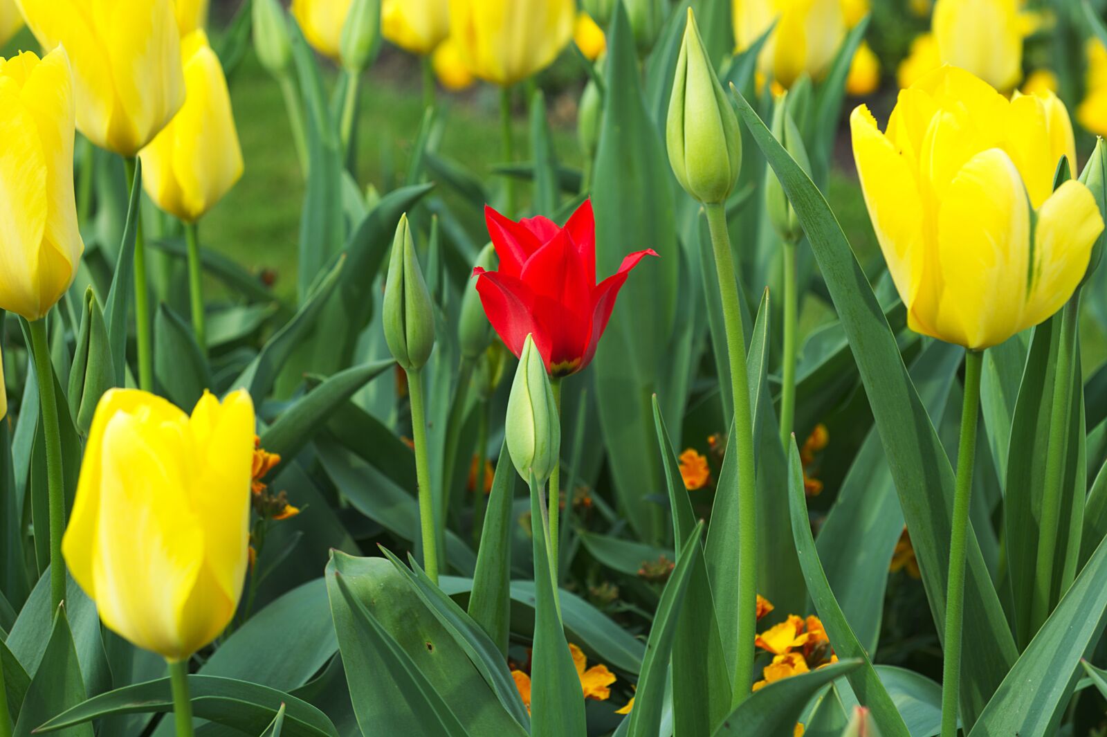 Nikon D7100 sample photo. Tulip, yellow, red photography