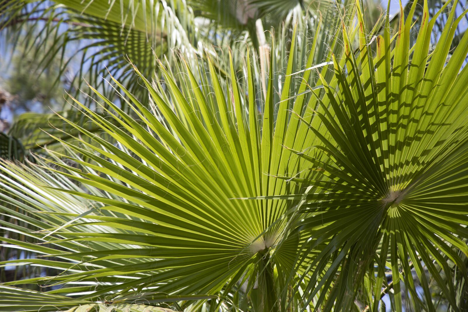 Canon RF 24-105mm F4L IS USM sample photo. Palm, leaves, plant photography