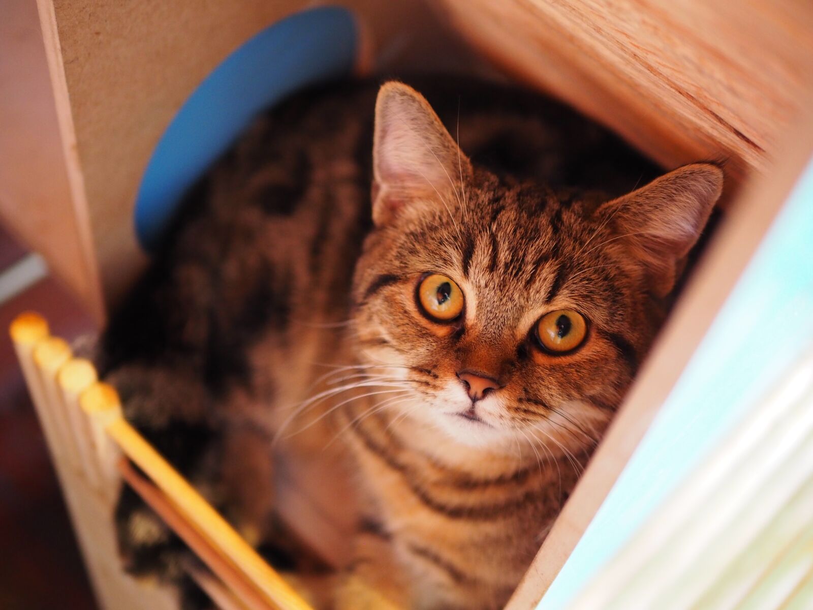 Olympus OM-D E-M10 II + Panasonic Leica DG Summilux 25mm F1.4 II ASPH sample photo. Portrait, cat, cute photography