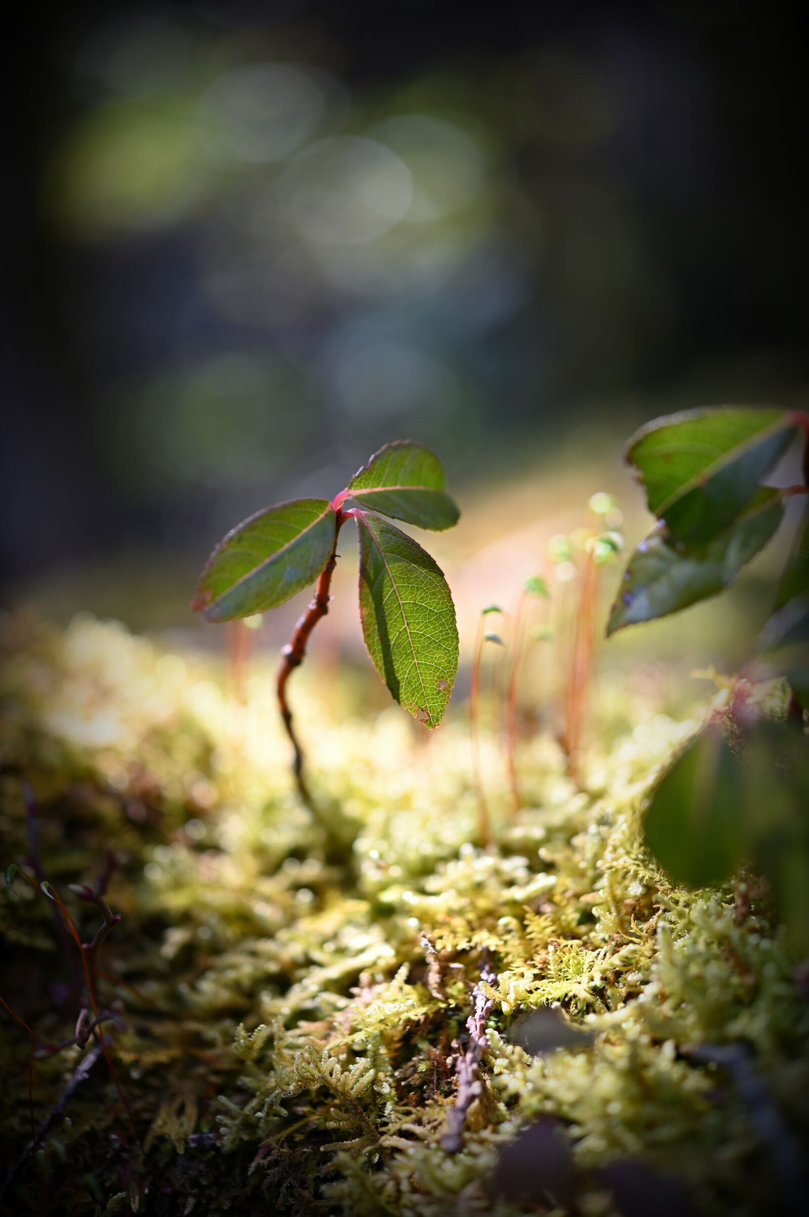 Nikon Z6 sample photo. Grass, light, natural photography
