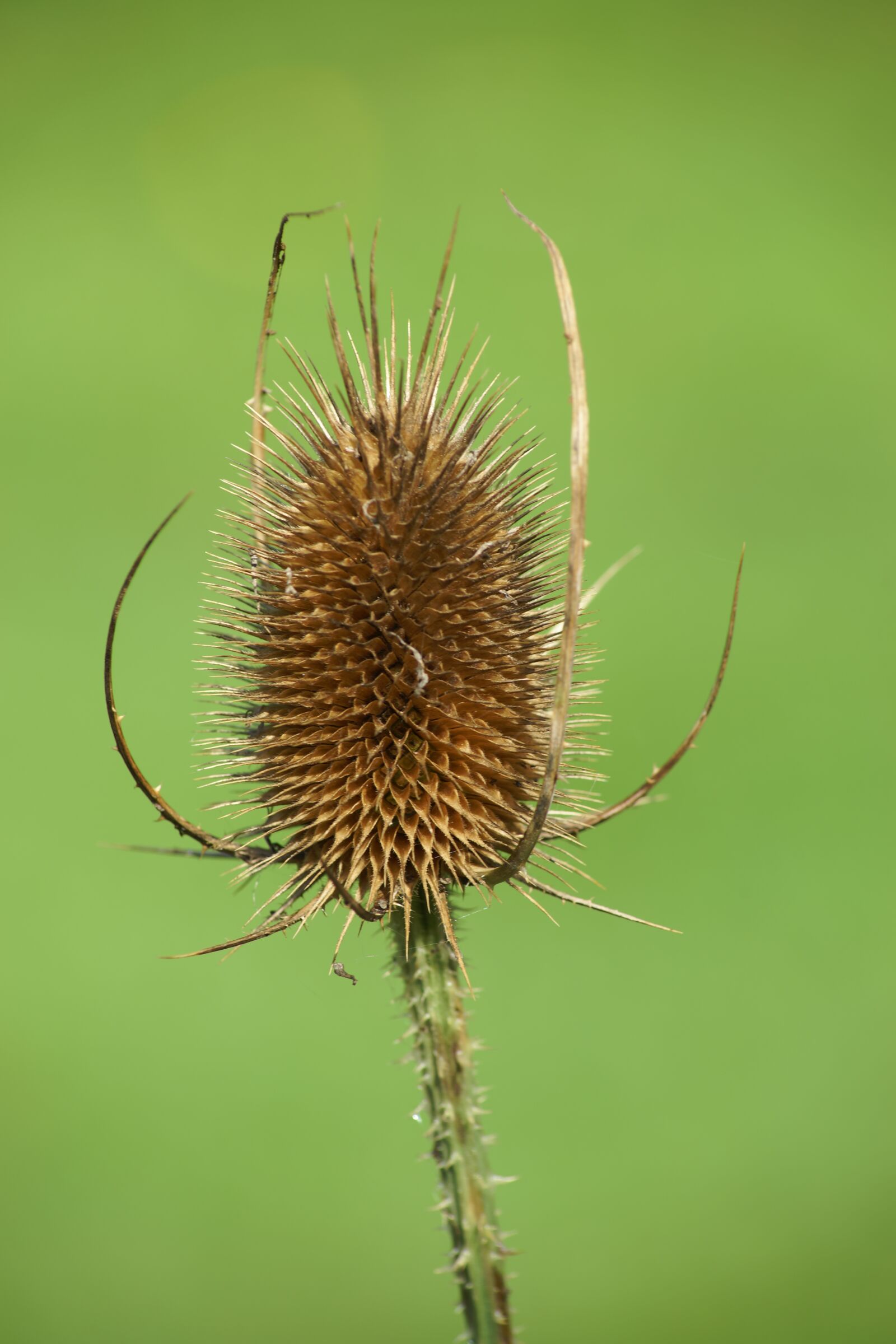 Sony a99 II sample photo. Fuller's teasel, teasel, flower photography