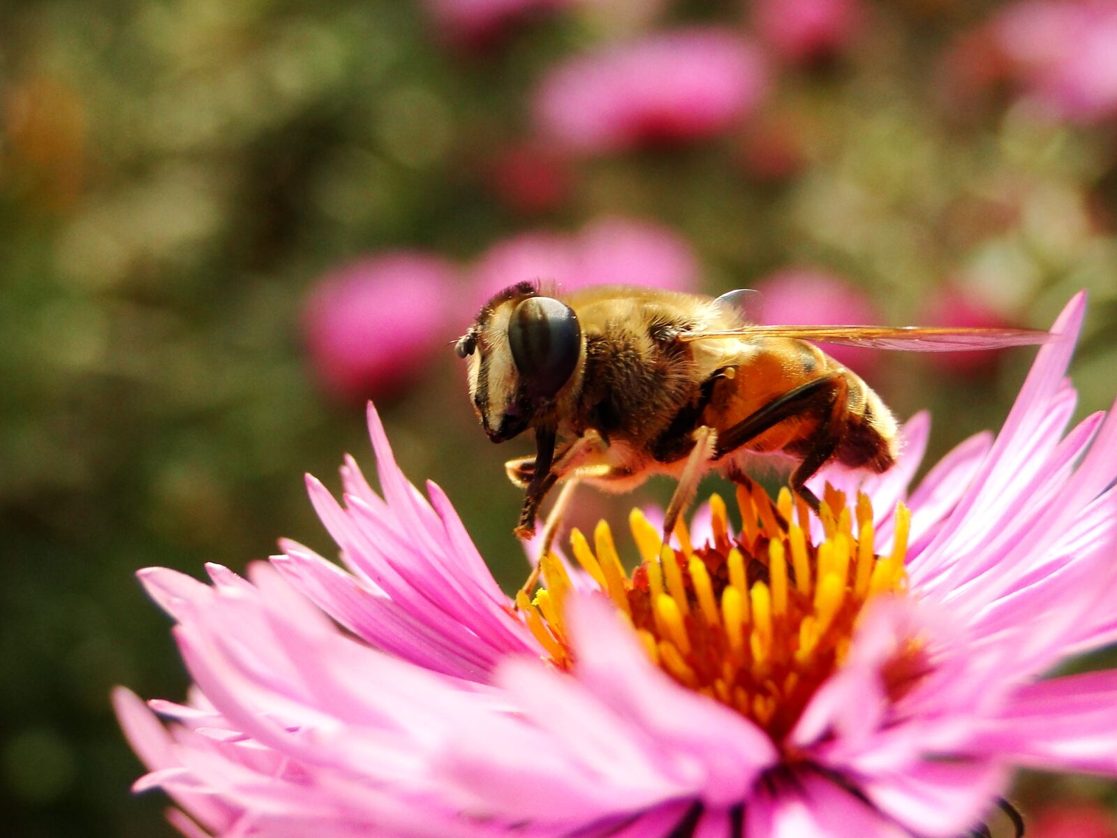 Sony Cyber-shot DSC-HX1 sample photo. Nature, apiformes, insect photography