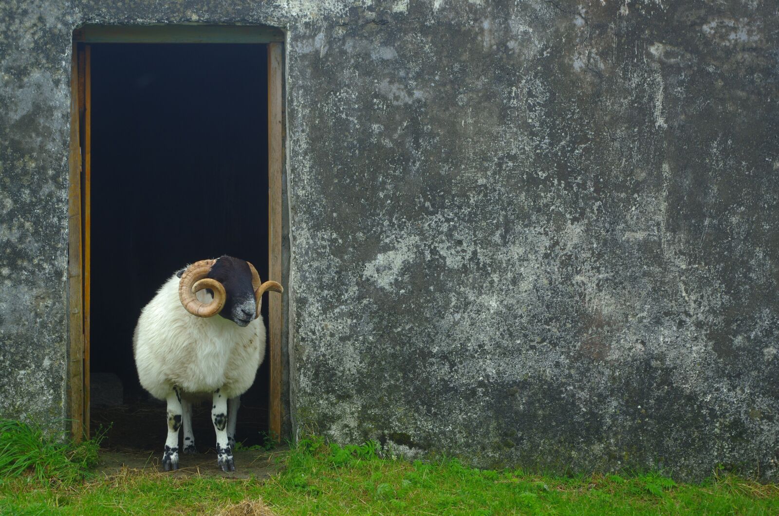 Pentax K-5 II sample photo. Sheep, scotland, wool photography