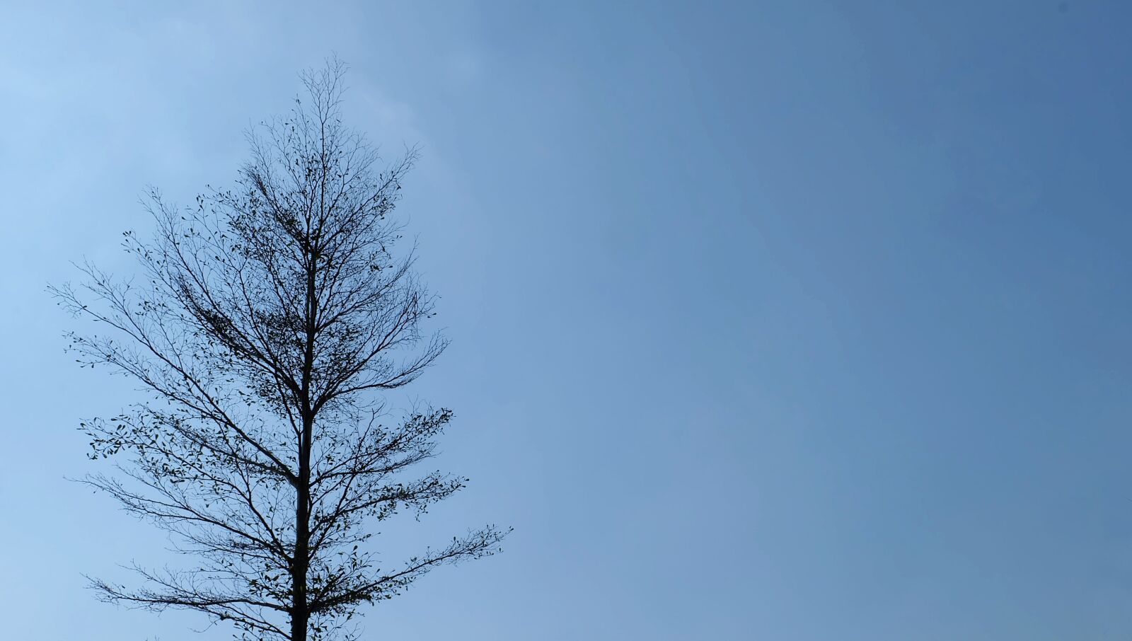 Fujifilm X-A2 + Fujifilm XC 16-50mm F3.5-5.6 OIS II sample photo. Winter, tree, a dry photography