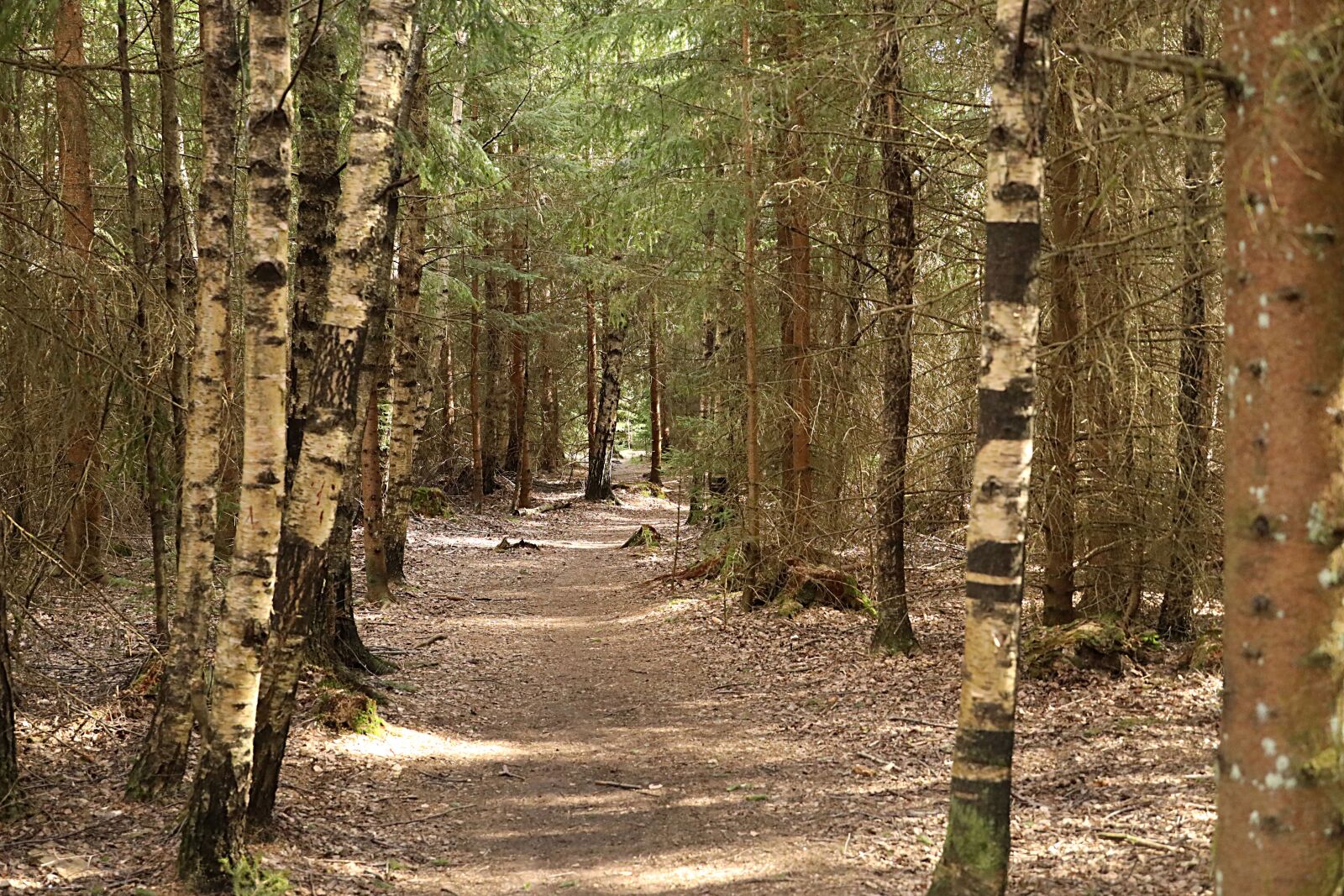 Canon EOS R sample photo. Trees, forrest, nature photography