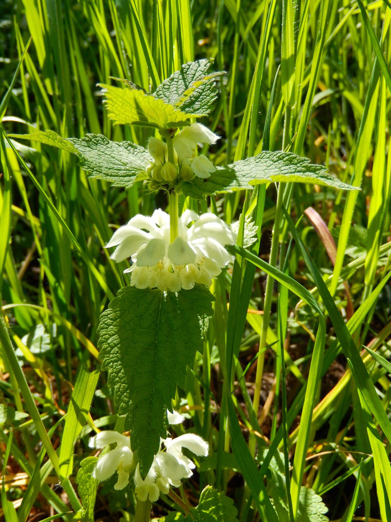 Nikon Coolpix S9500 sample photo. White deadnettle, lamium album photography