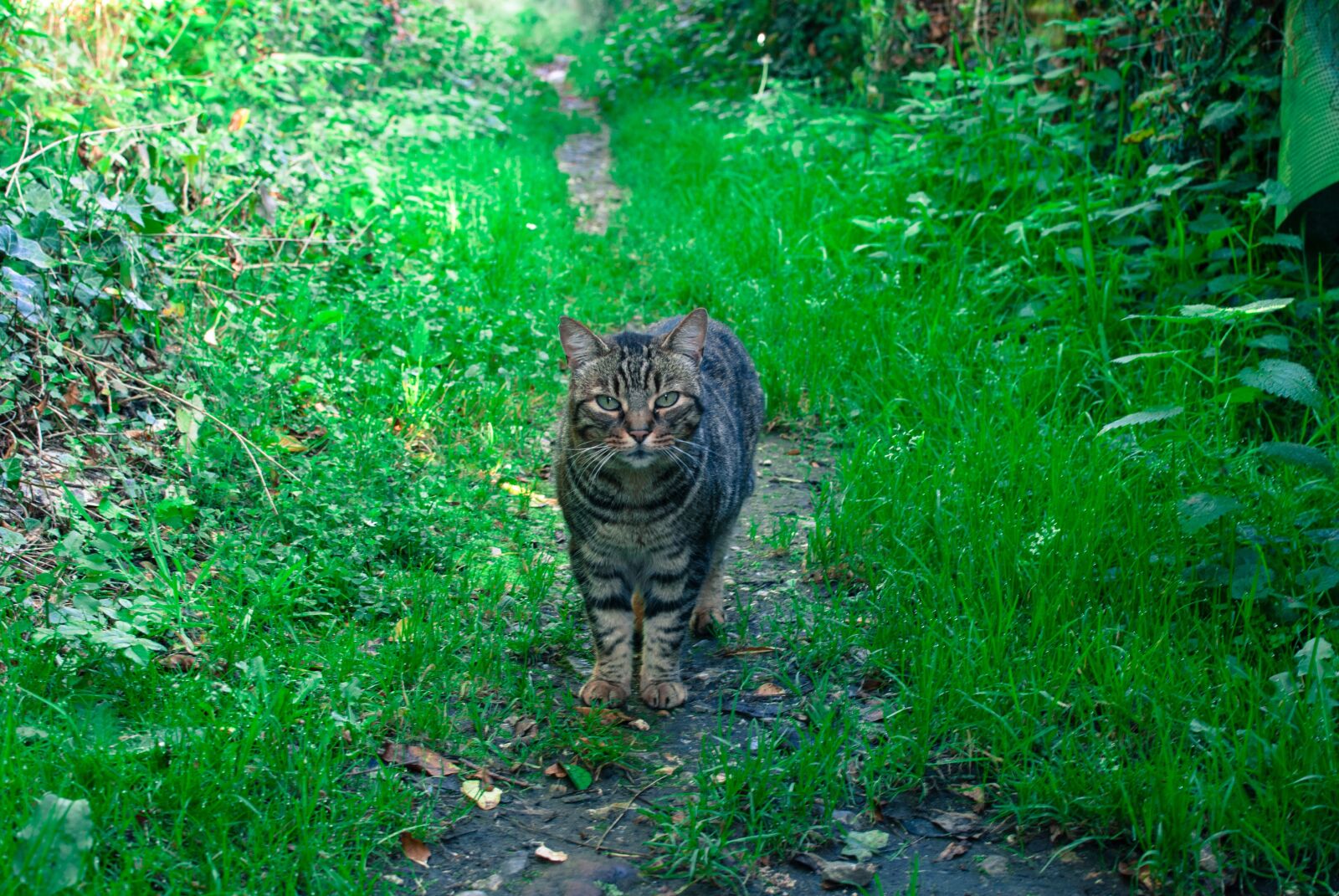 Nikon D80 sample photo. Cat, gutter, nature photography