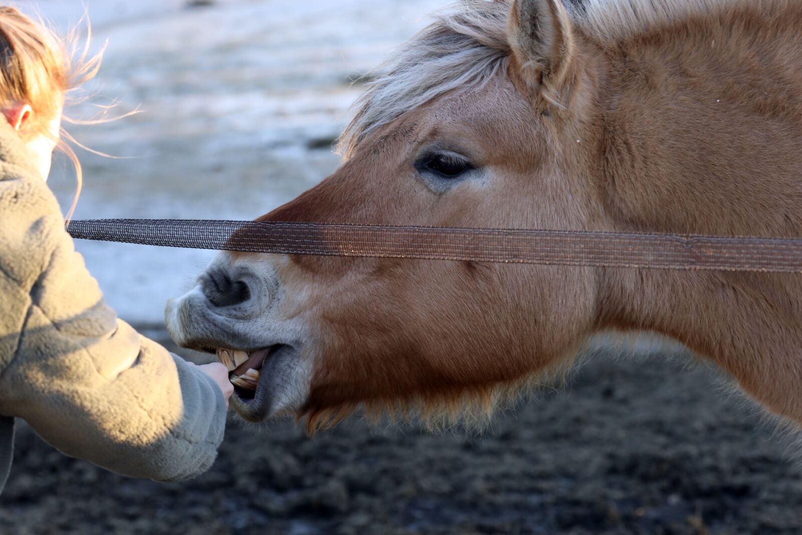 Canon EOS R + Canon EF 135mm F2L USM sample photo. Horse, animal, farm photography