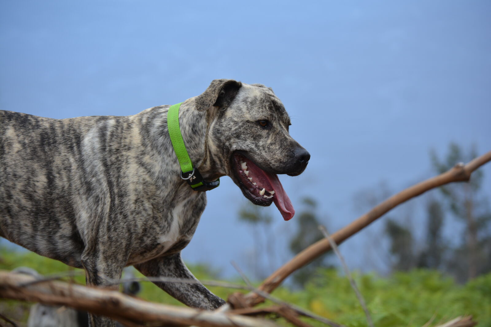 Nikon D5200 sample photo