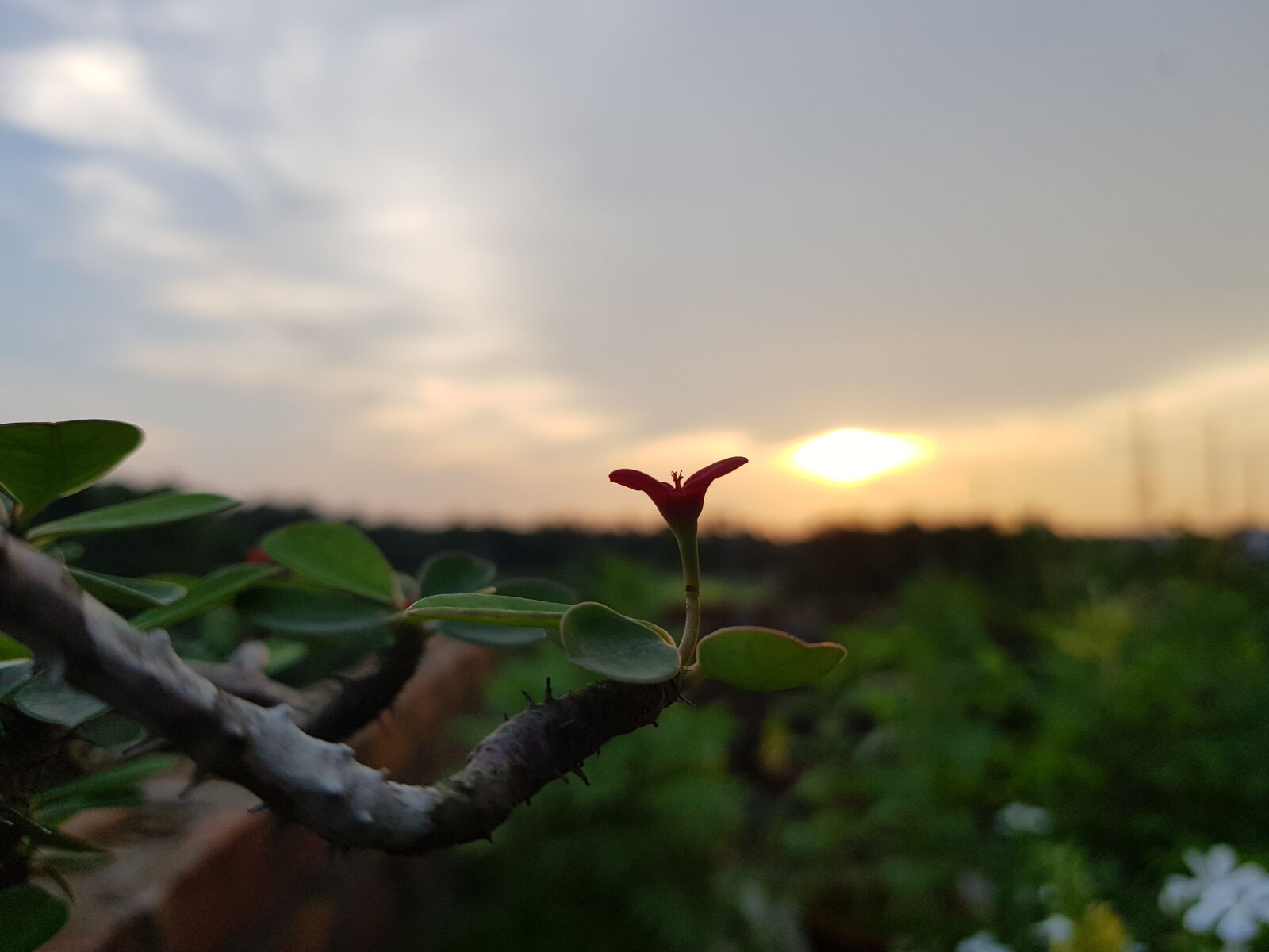 Samsung Galaxy S8 sample photo