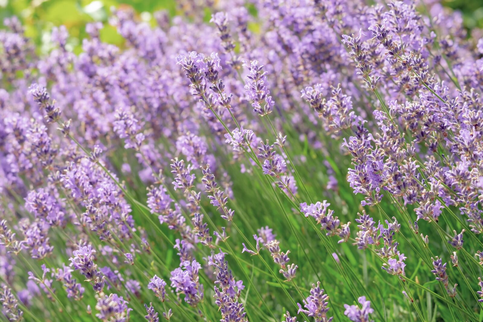 Fujifilm XF 55-200mm F3.5-4.8 R LM OIS sample photo. Lavender blossom, lavender, purple photography