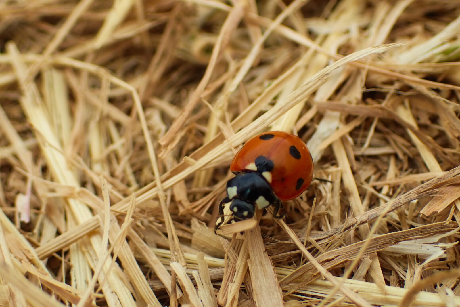 Olympus TG-4 sample photo. Ladybug, beautiful, beetle photography