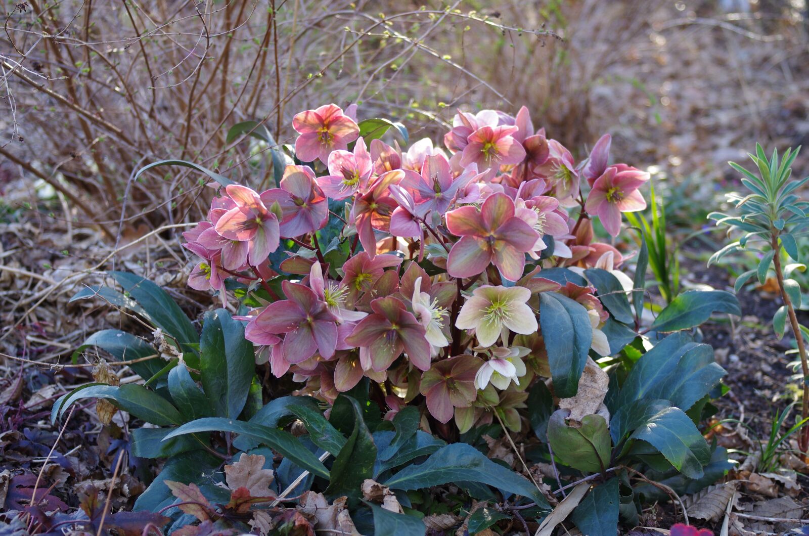 Pentax K-5 IIs sample photo. Spring, prevalence rose, garden photography