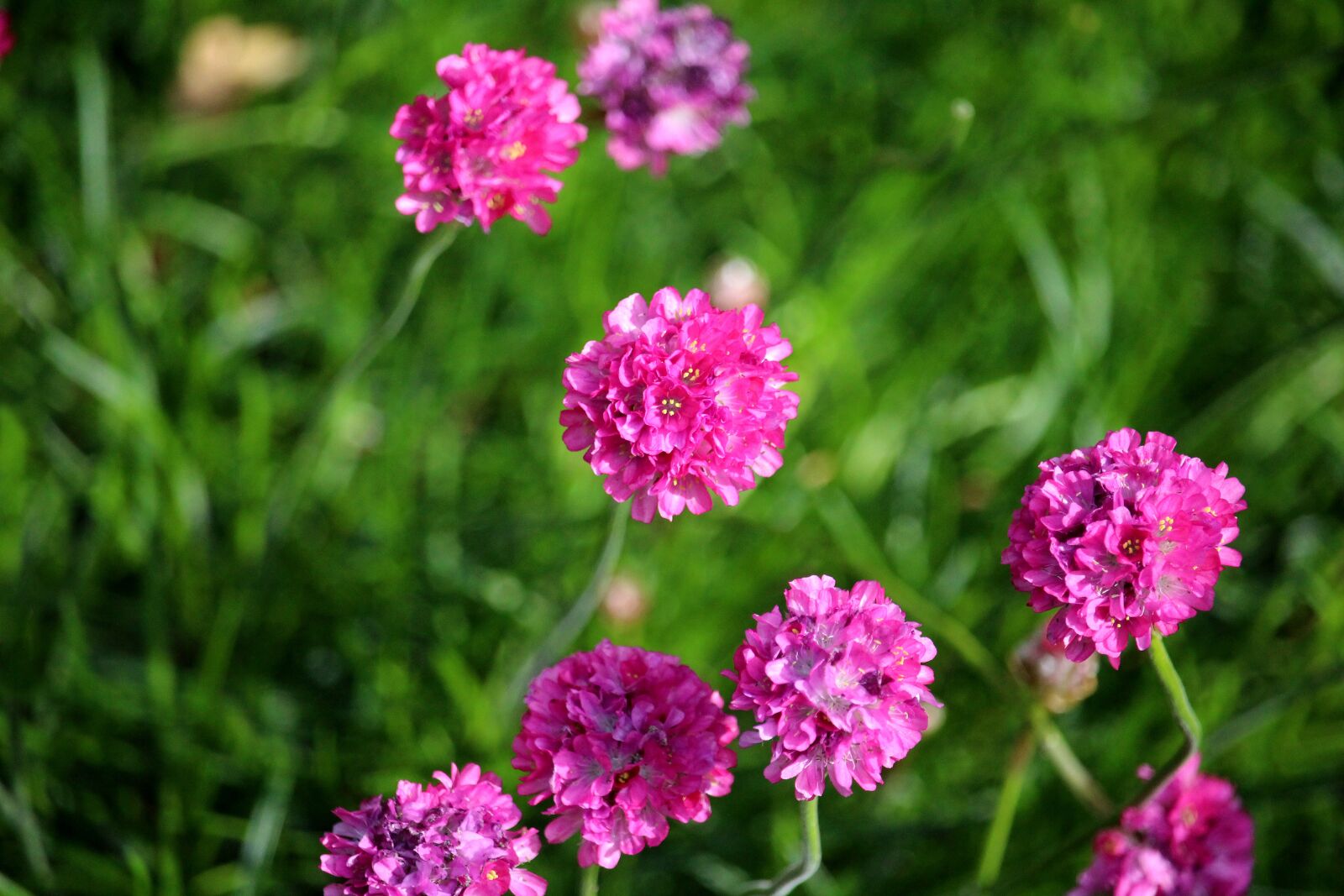 Canon EF-S 55-250mm F4-5.6 IS STM sample photo. Pointed flower, purple, blossom photography