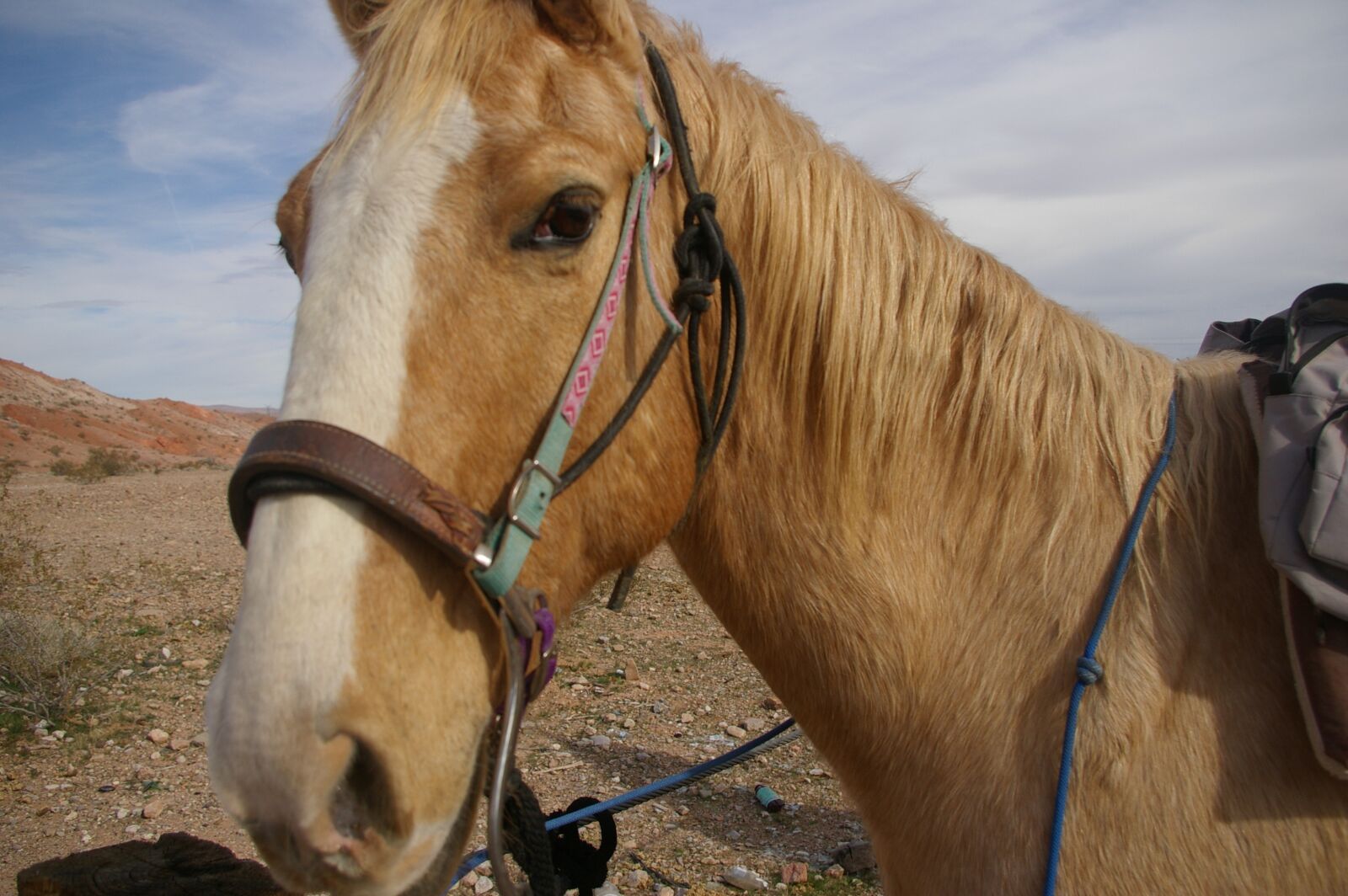 Pentax K100D Super sample photo. Horse, eyes, animal photography