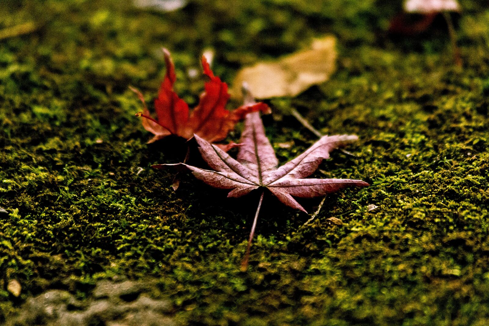 Canon EF 70-300mm F4-5.6 IS USM sample photo. Fallen leaves, moss, autumnal photography