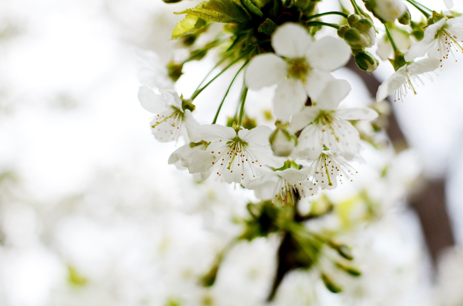 Nikon D7000 sample photo. Spring, nature, signs of photography