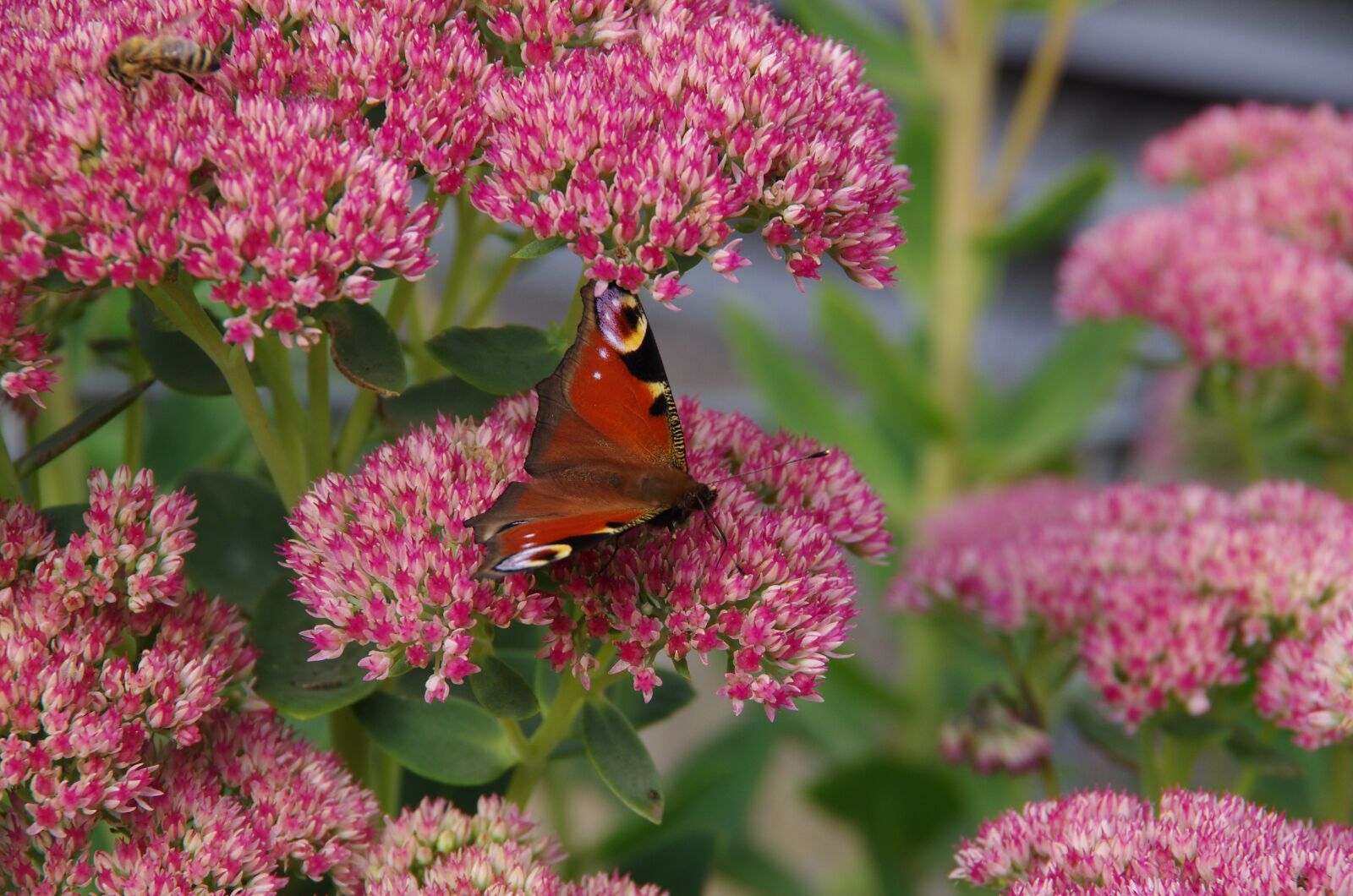 Pentax K-5 sample photo. Peacock, butterfly, flower photography