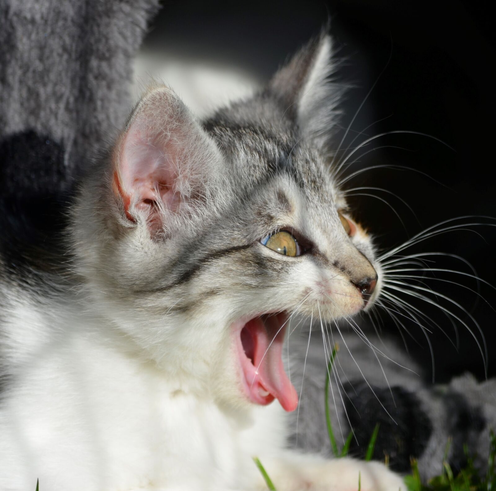 Nikon D5100 sample photo. Cat, scream, yawn photography