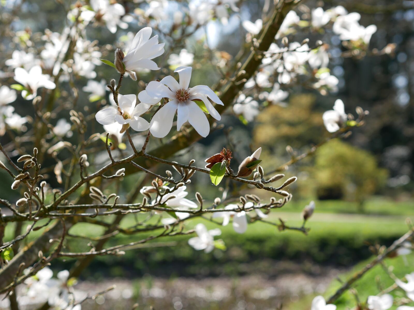 Panasonic Lumix DMC-GX85 (Lumix DMC-GX80 / Lumix DMC-GX7 Mark II) sample photo. Willow-leaved magnolia, spring, white photography