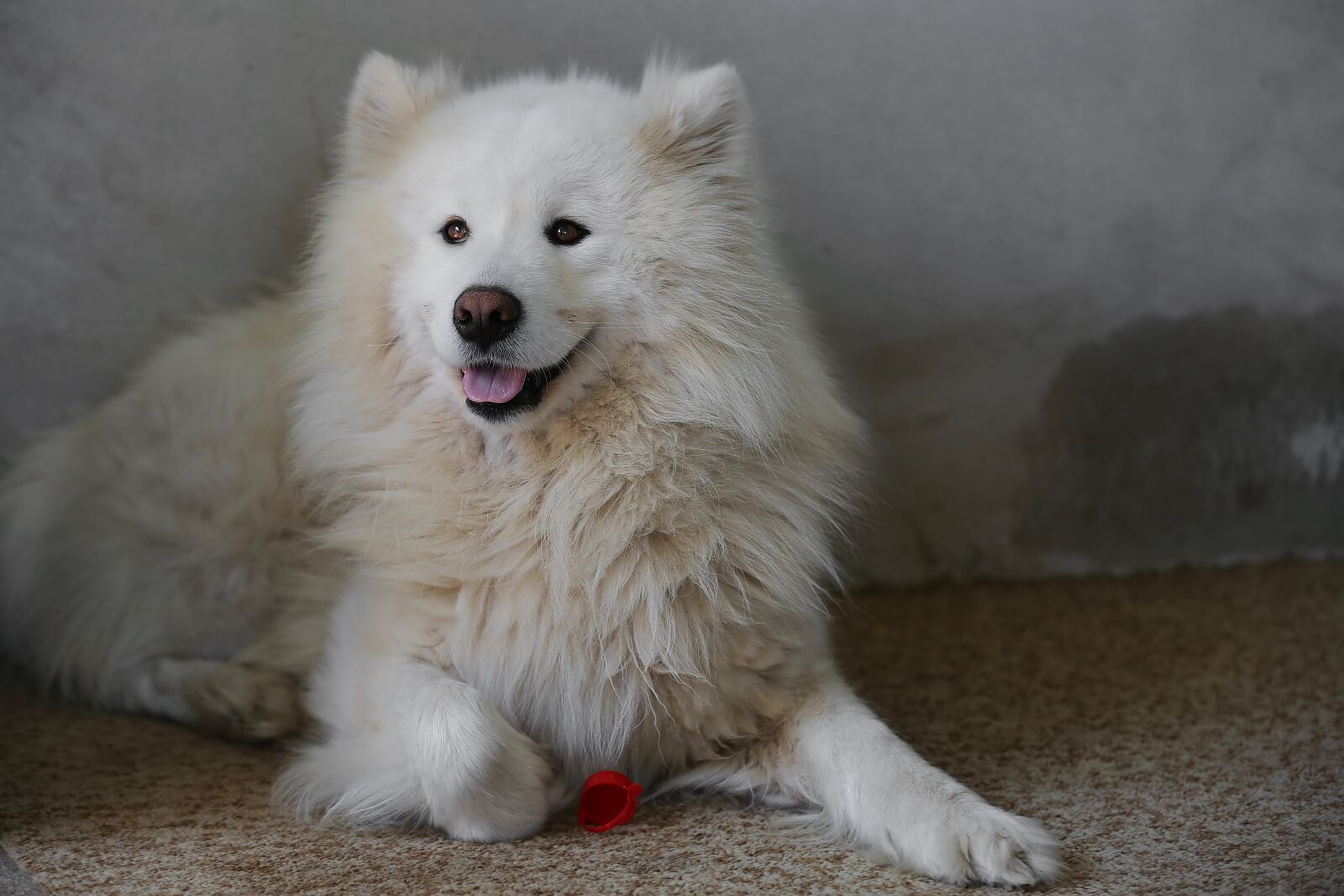 Canon EF 70-200mm F2.8L IS II USM sample photo. White, furry, dog, paw photography