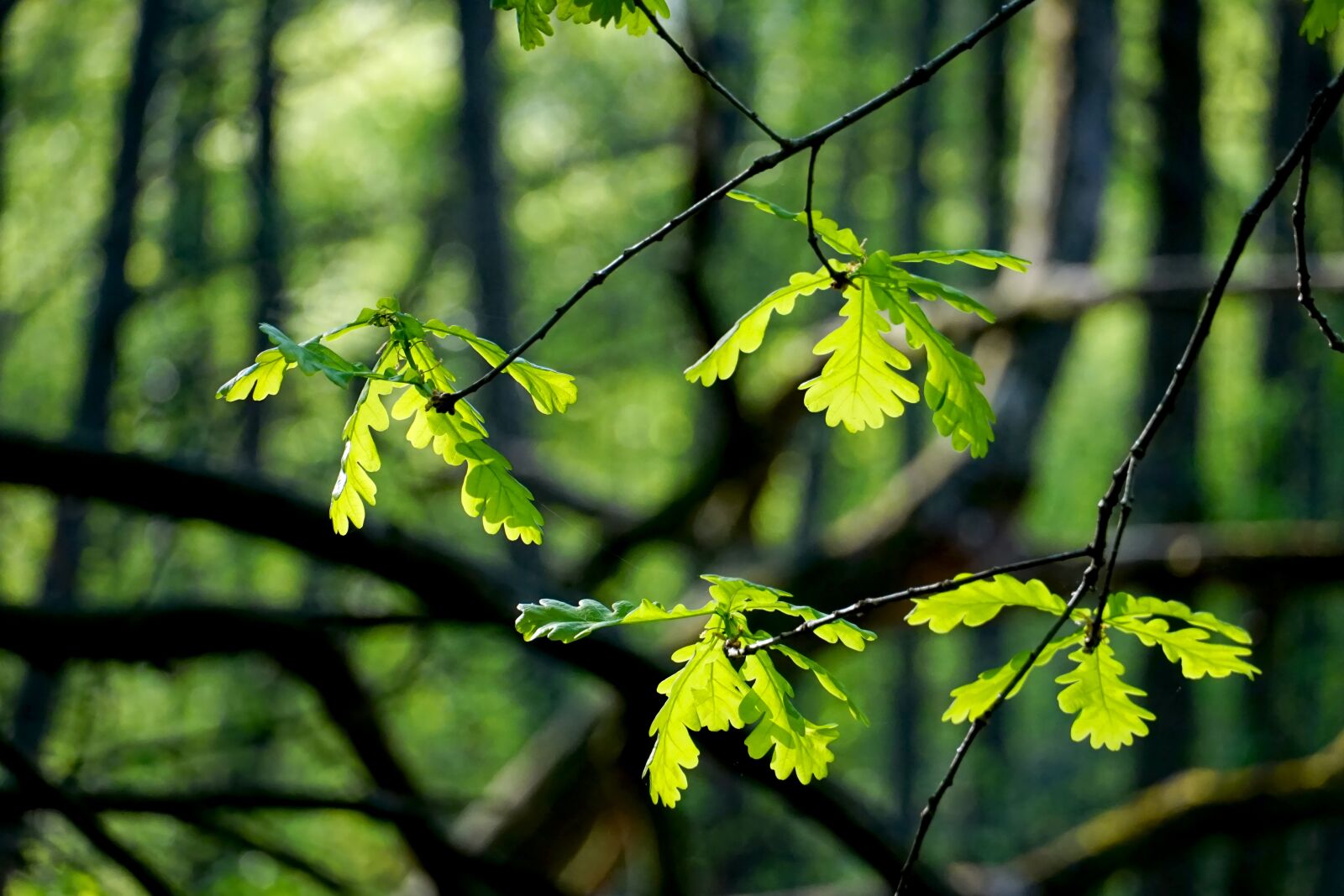 Sony E 18-135mm F3.5-5.6 OSS sample photo. Leaf, tree, plant photography