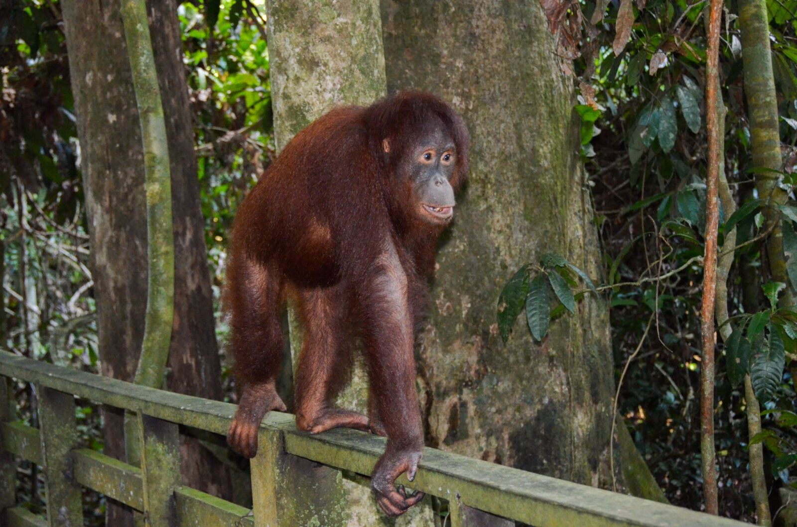 Nikon D5100 sample photo. Orangutan, ape, primate photography