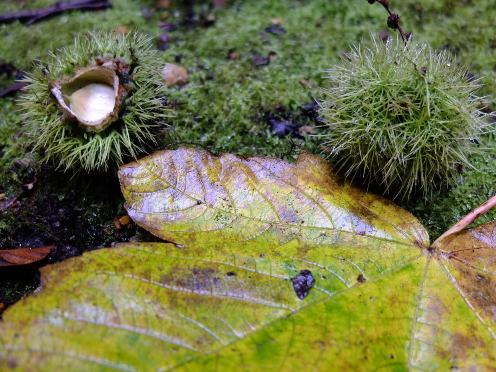 Fujifilm X10 sample photo. Autumn, leave, forest photography