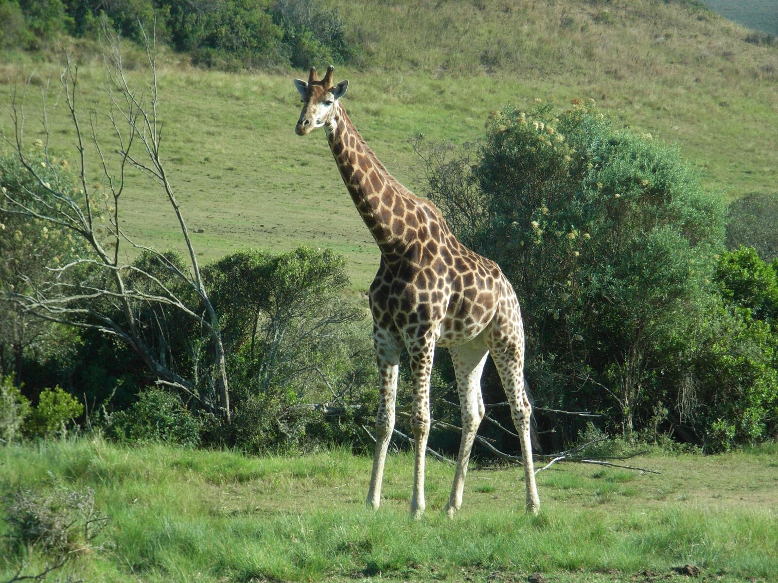 Ricoh Caplio R5 sample photo. Giraffe, nature, south africa photography