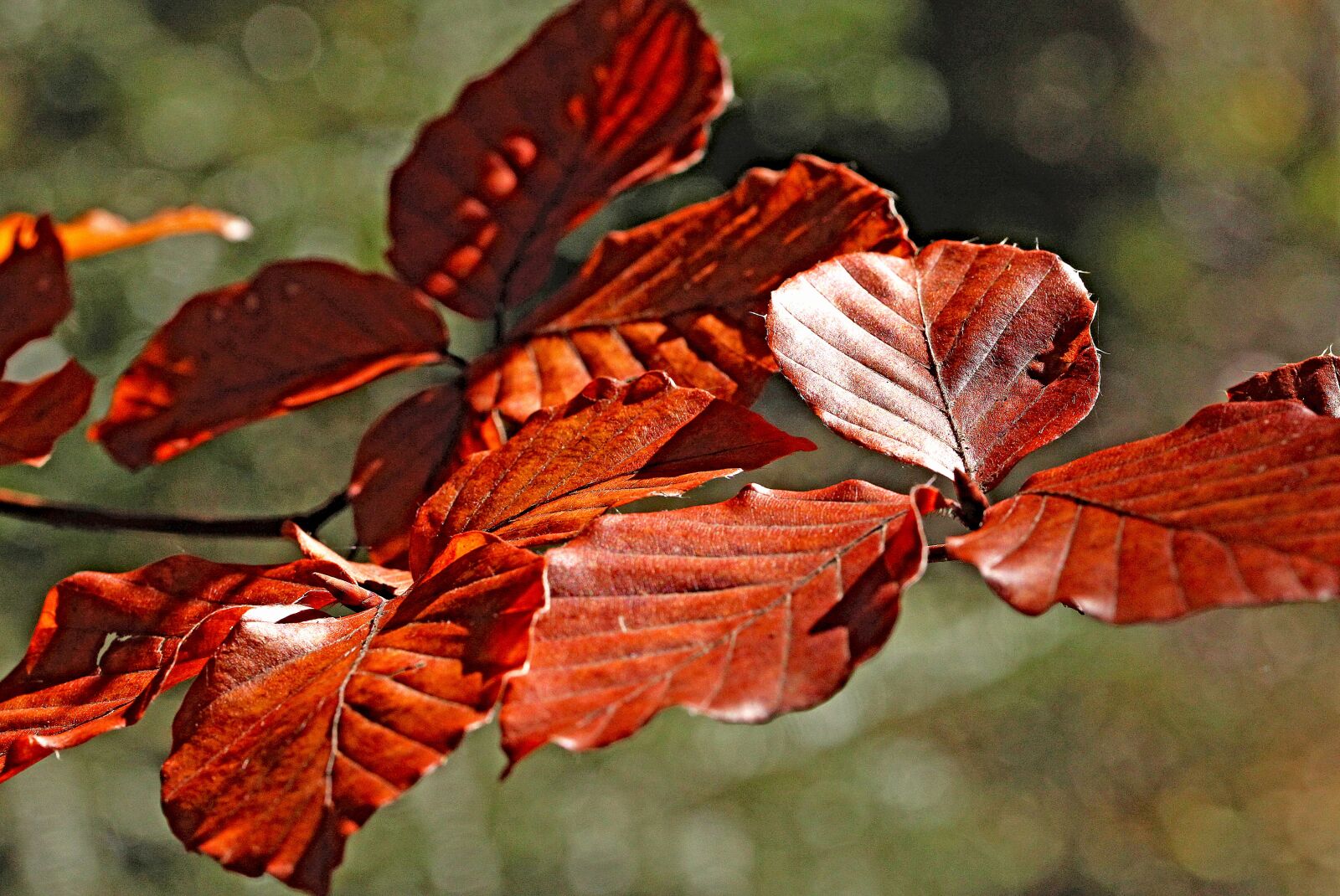 Canon EOS 5D Mark II sample photo. Foliage, leaves, zesch e photography