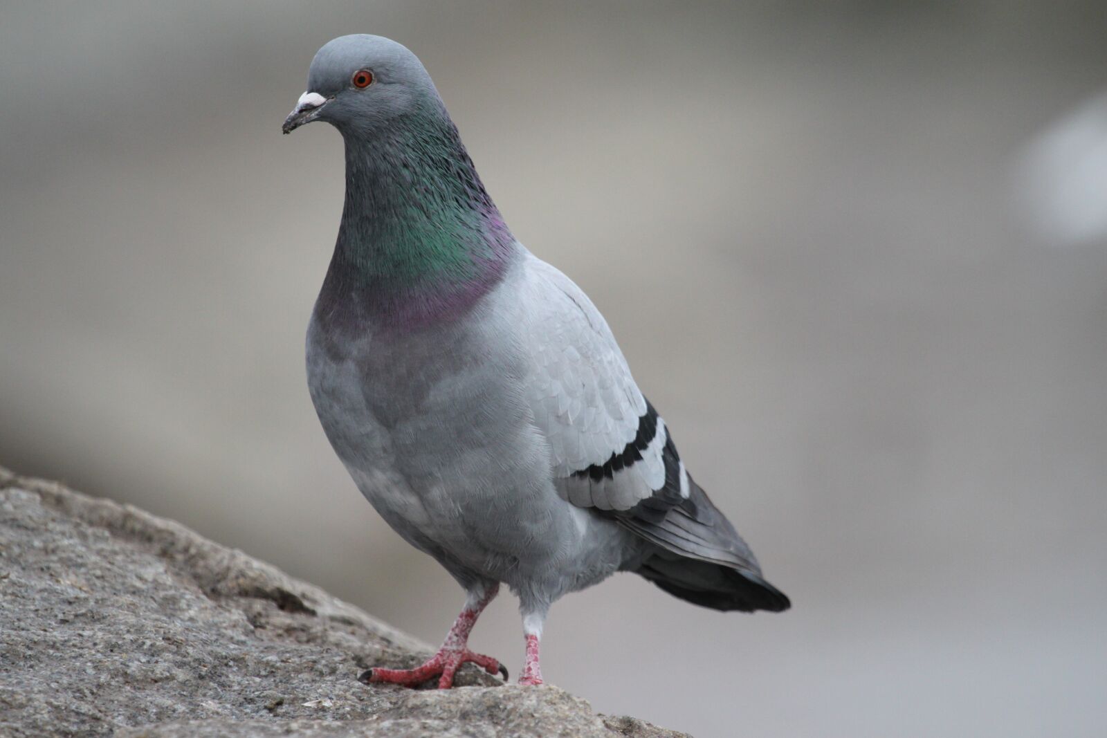 Canon EOS 500D (EOS Rebel T1i / EOS Kiss X3) sample photo. Dove, bird, grey photography