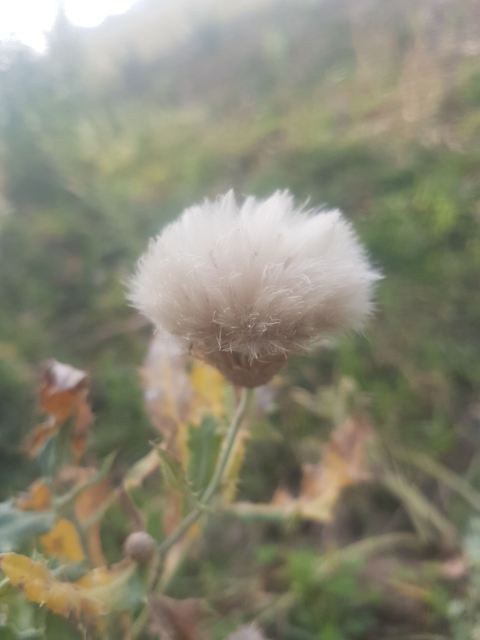 Samsung Galaxy S7 sample photo. Boran, in, pakistan photography