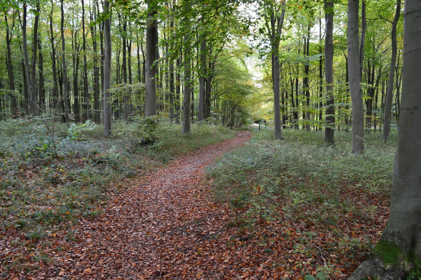 Nikon D3200 sample photo. Tree, trees, woodland photography