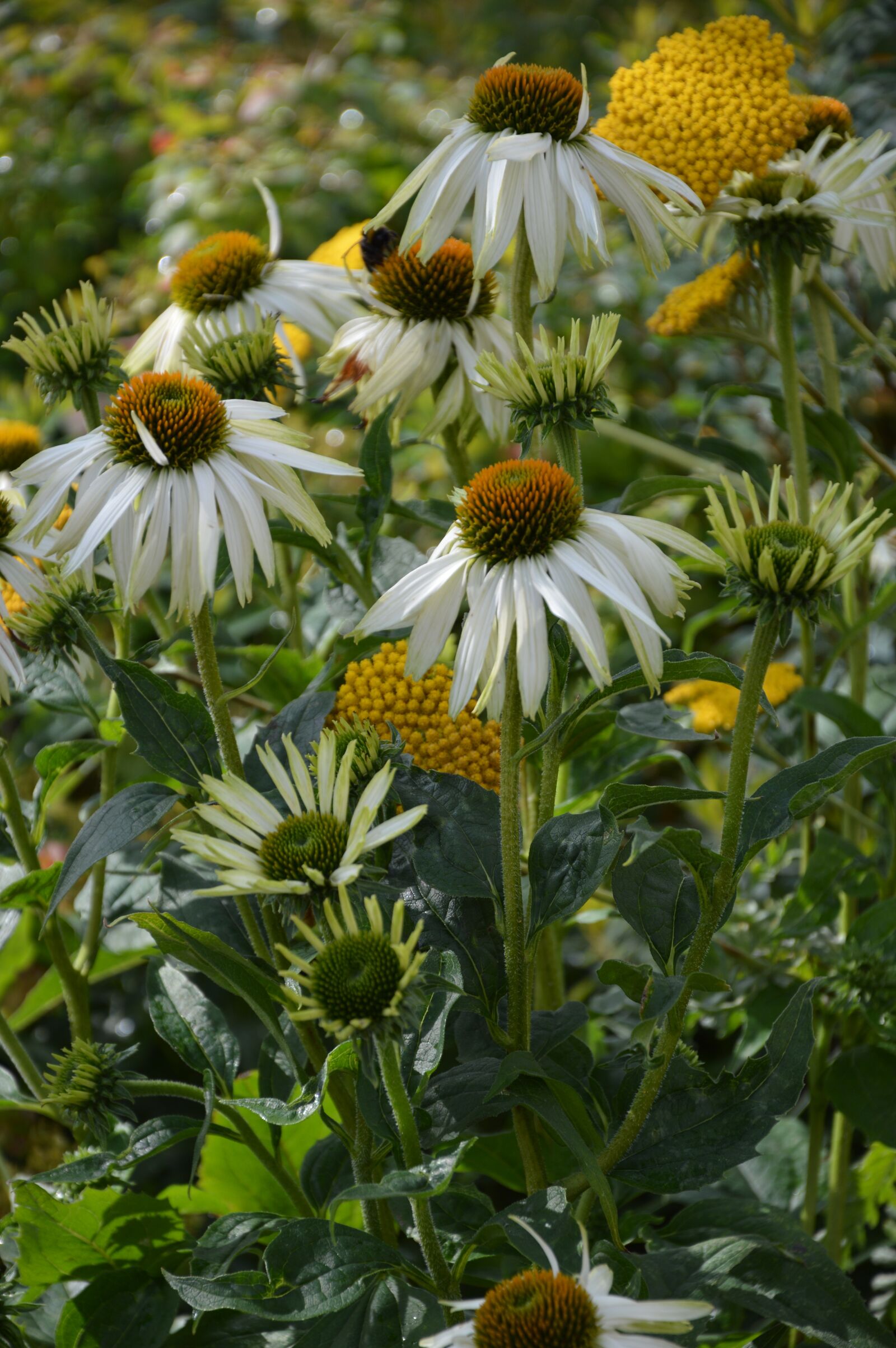 Nikon D3200 sample photo. Asteraceae, flowers, summer garden photography