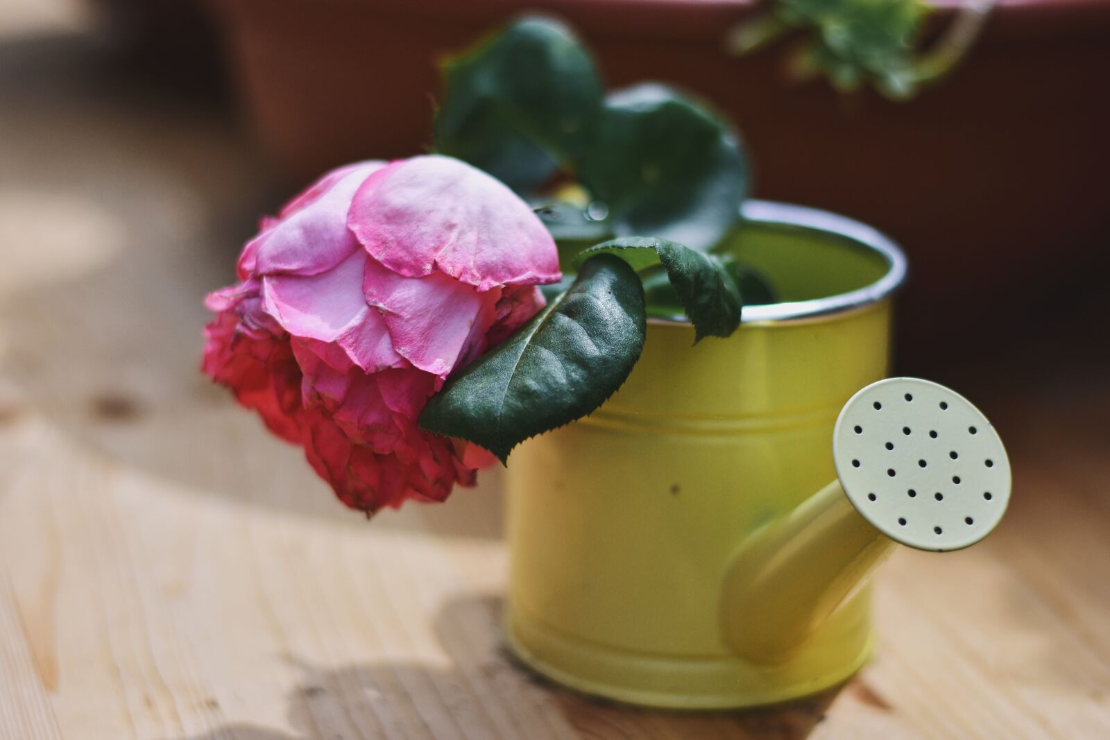 Nikon D7200 sample photo. Floral, flowering rose, symbol photography