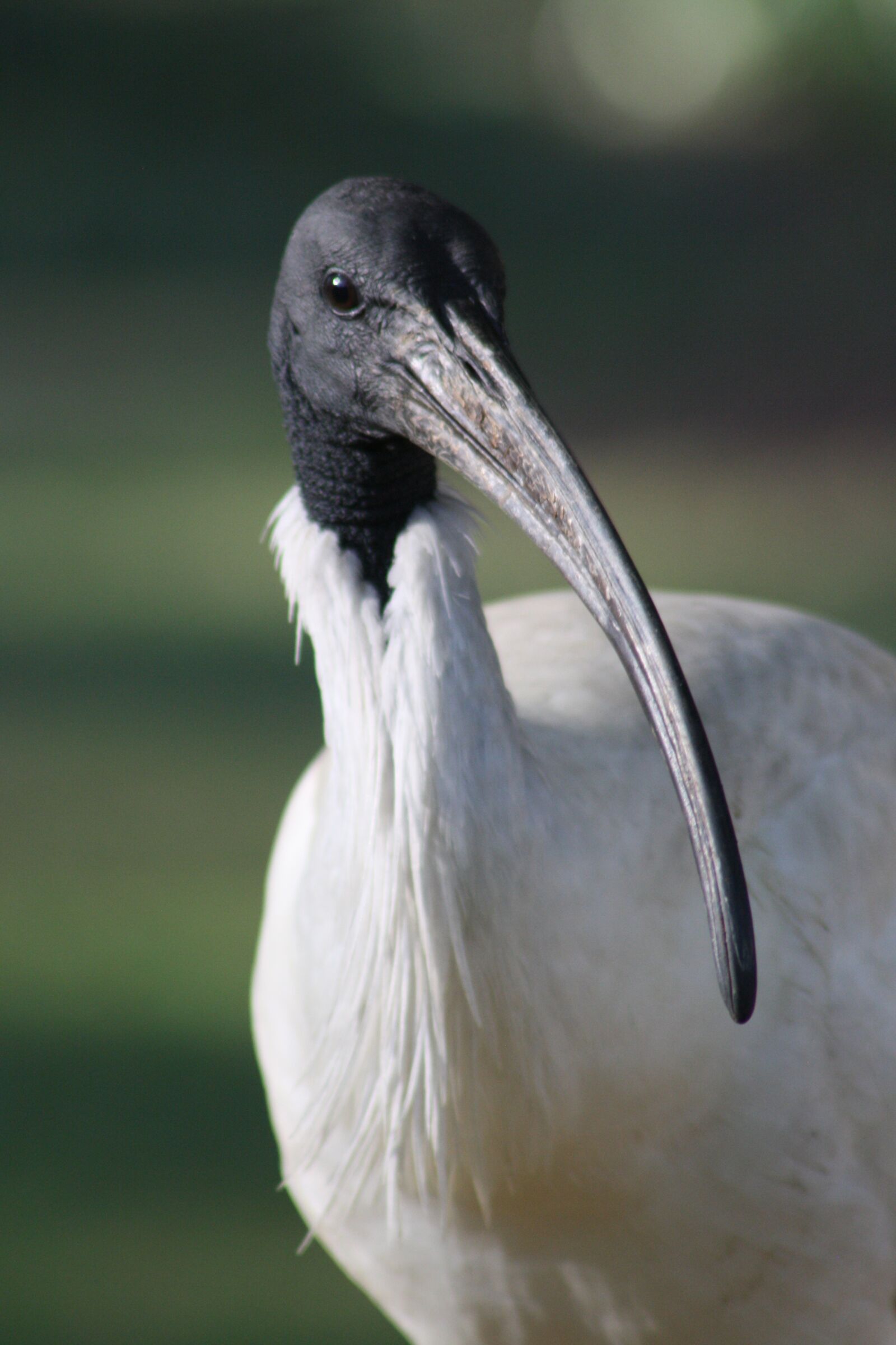 Canon EOS 1000D (EOS Digital Rebel XS / EOS Kiss F) sample photo. Ibis, bird, wildlife photography