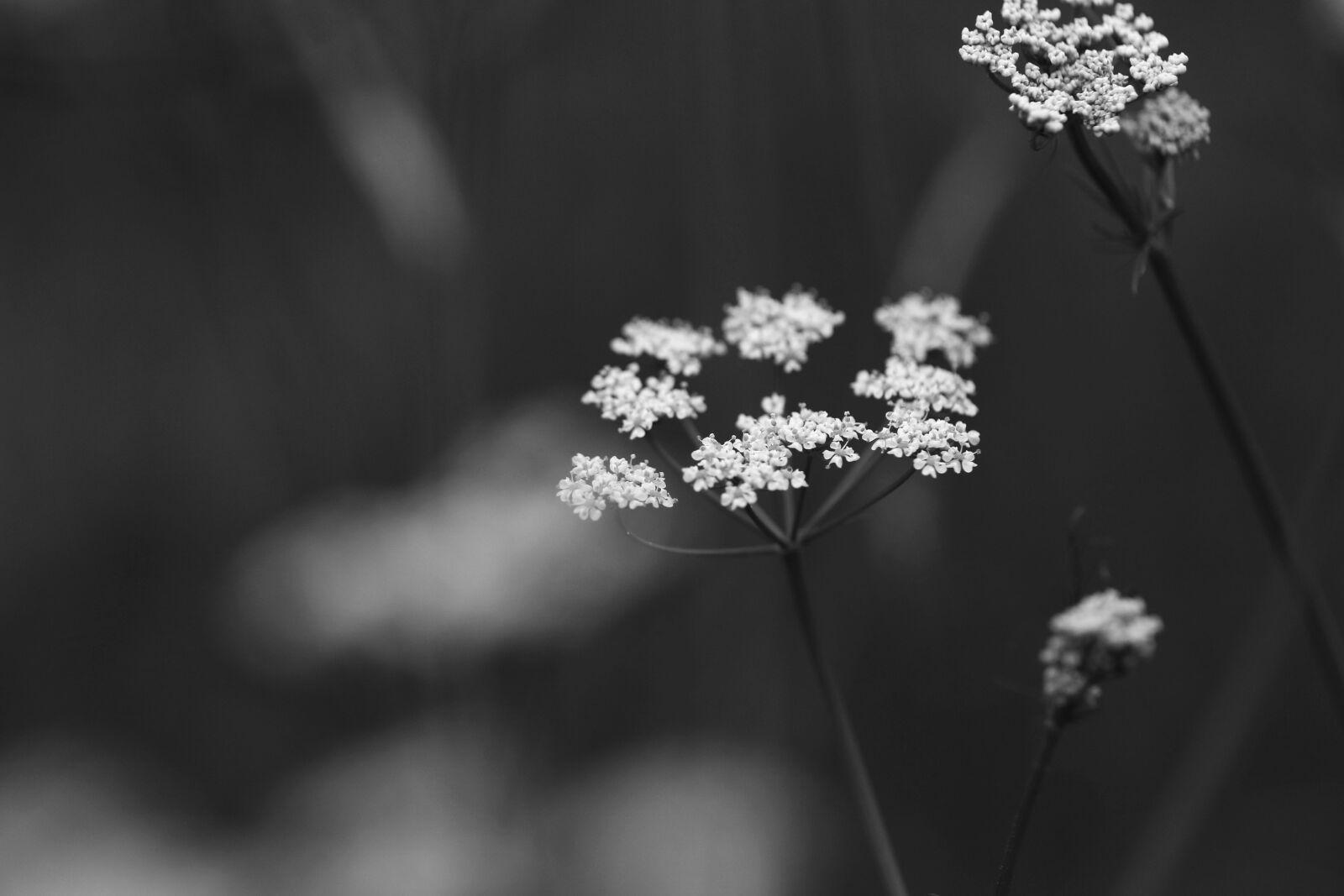 Canon EOS 7D Mark II sample photo. Flowers, spring flowers, spring photography