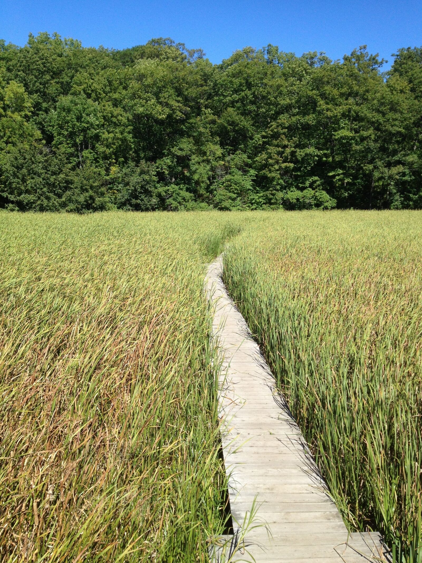 iPhone 4S back camera 4.28mm f/2.4 sample photo. Marsh, boardwalk, path photography