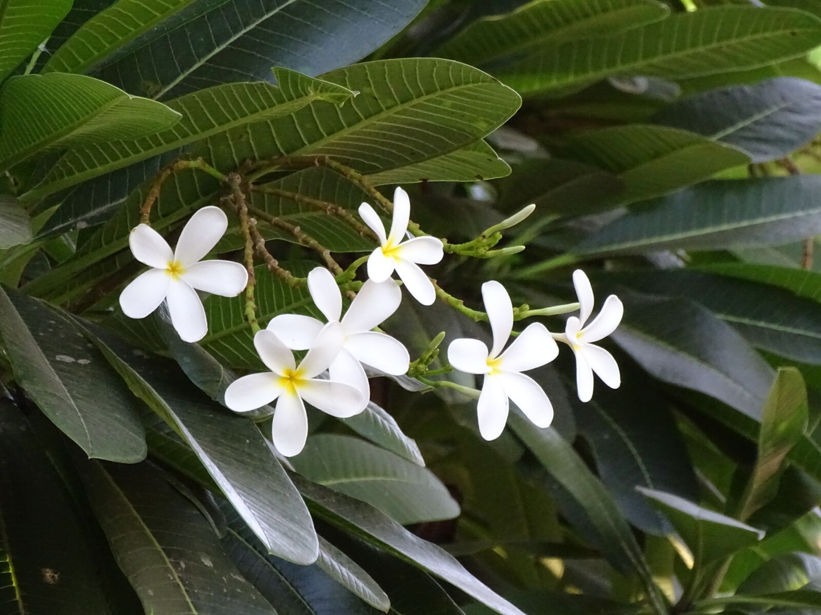 Sony Cyber-shot DSC-HX400V sample photo. Flowers, beautiful, tree photography